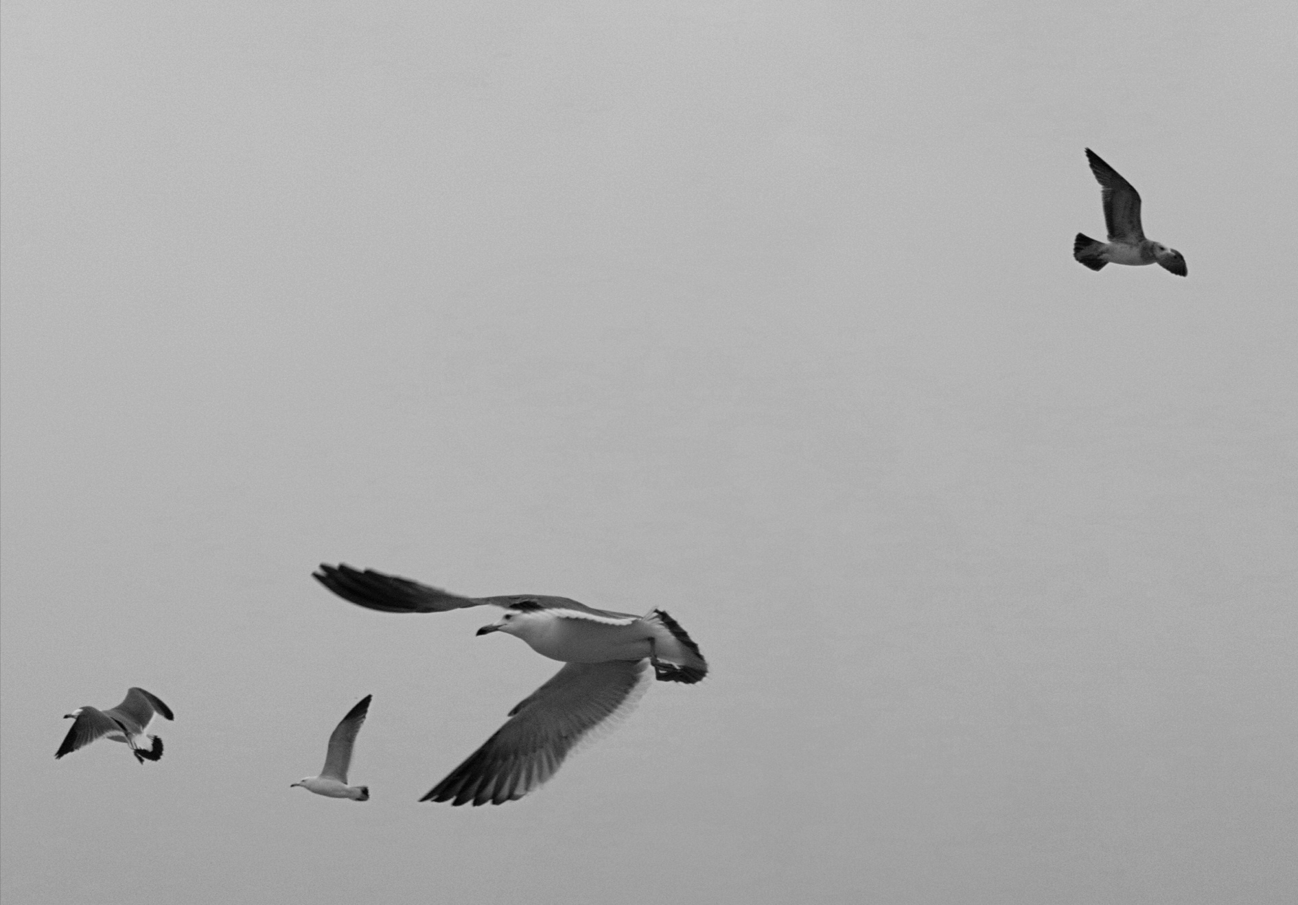 海鸥飞呀飞【黑白摄影原创首发】