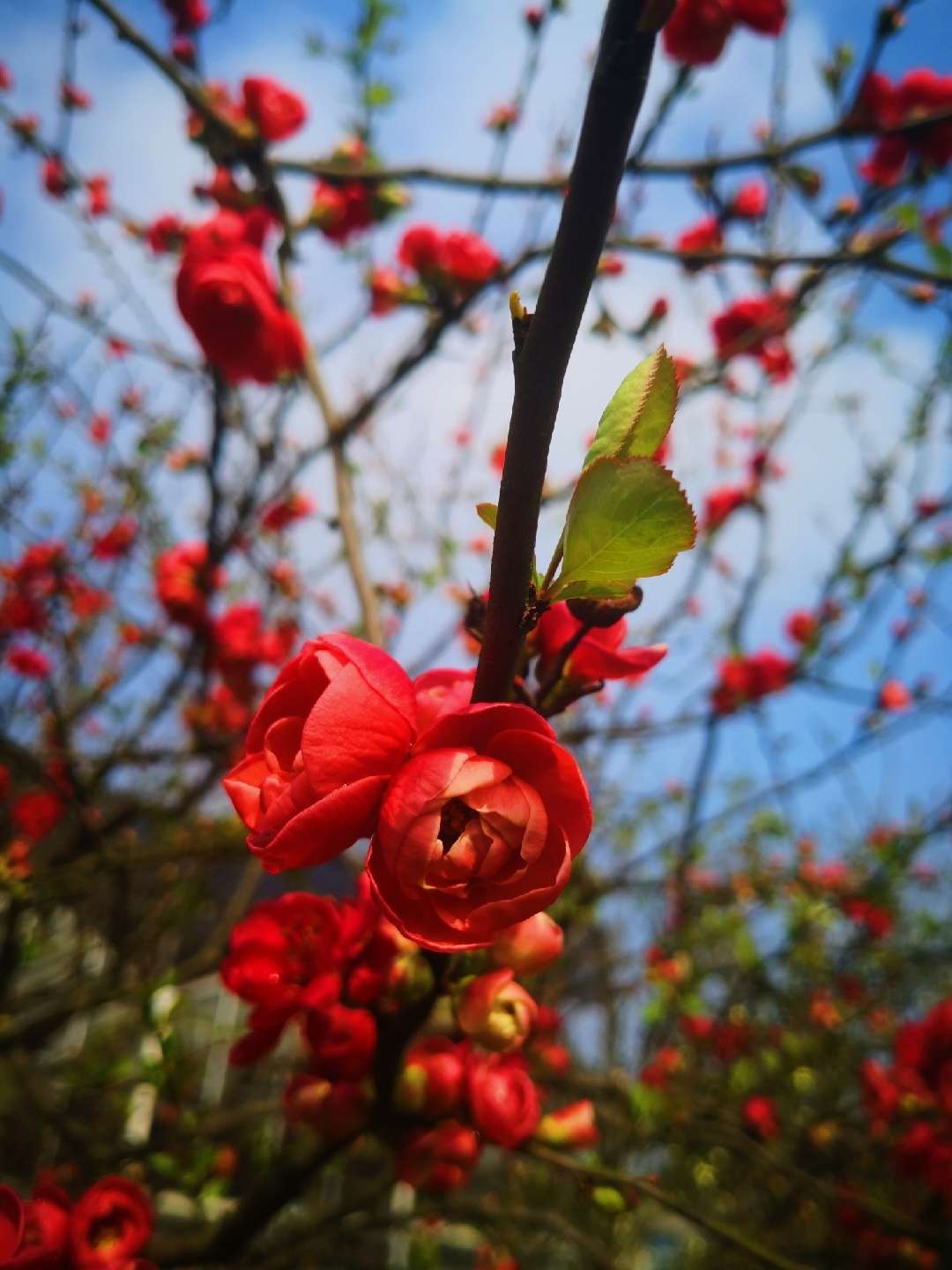 奼紫嫣紅總是春(新津花舞人間國家aaaa風景區)2019.3.9.