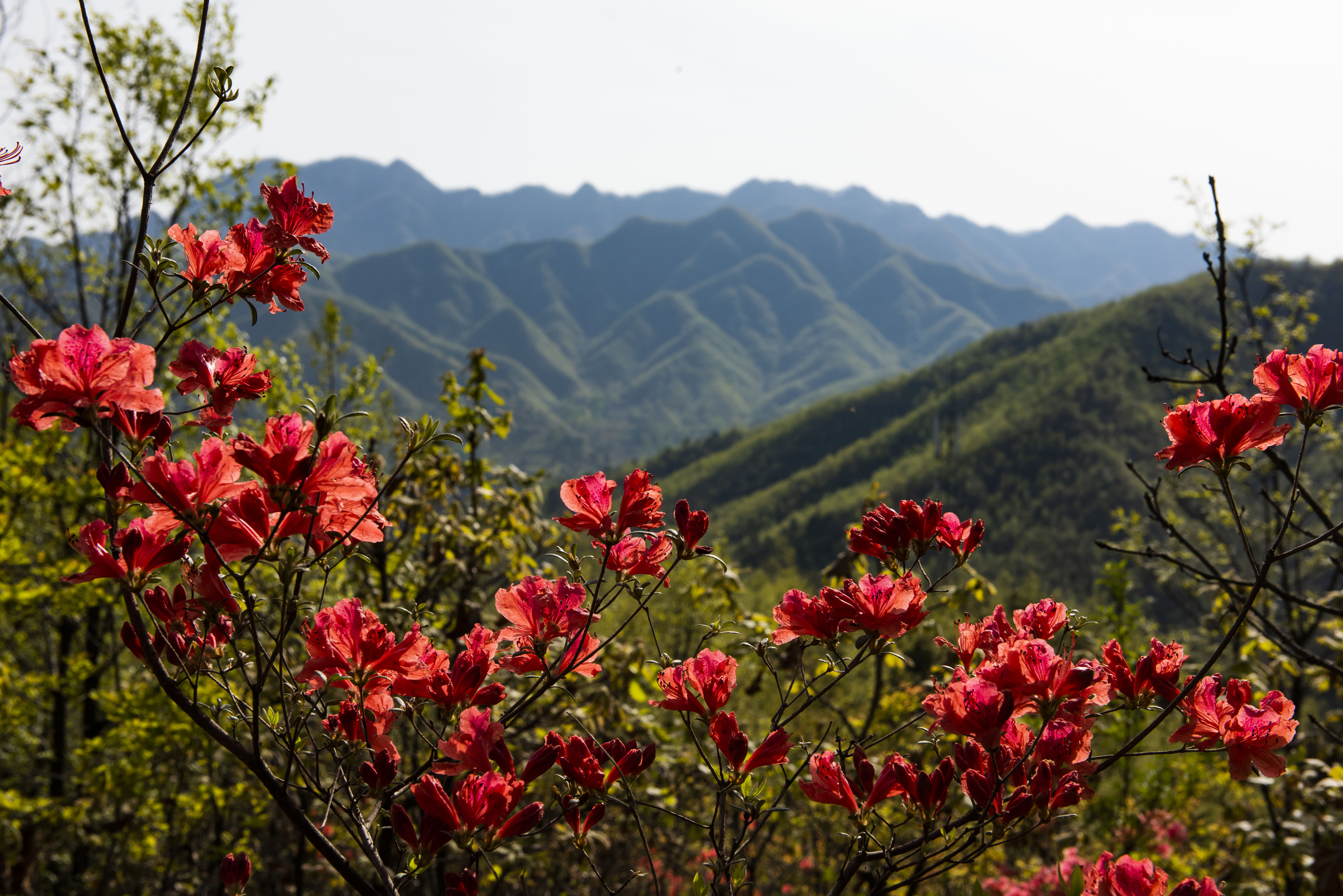 杜鹃花开春满园,人间最美四月天