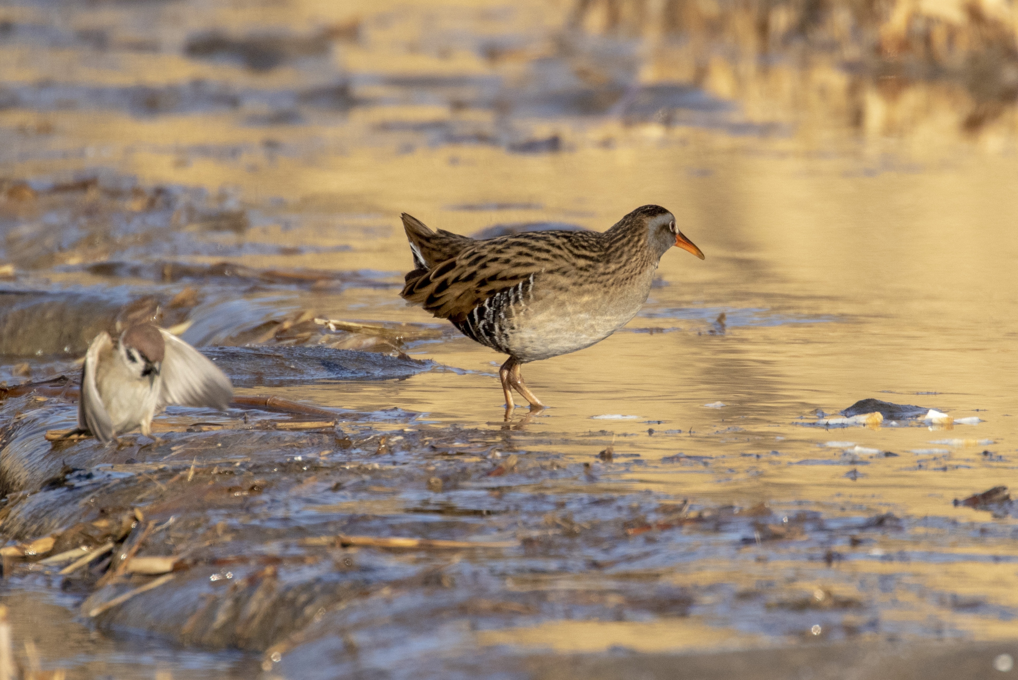 【首发】冬日奥森拍鸟～秧鸡
