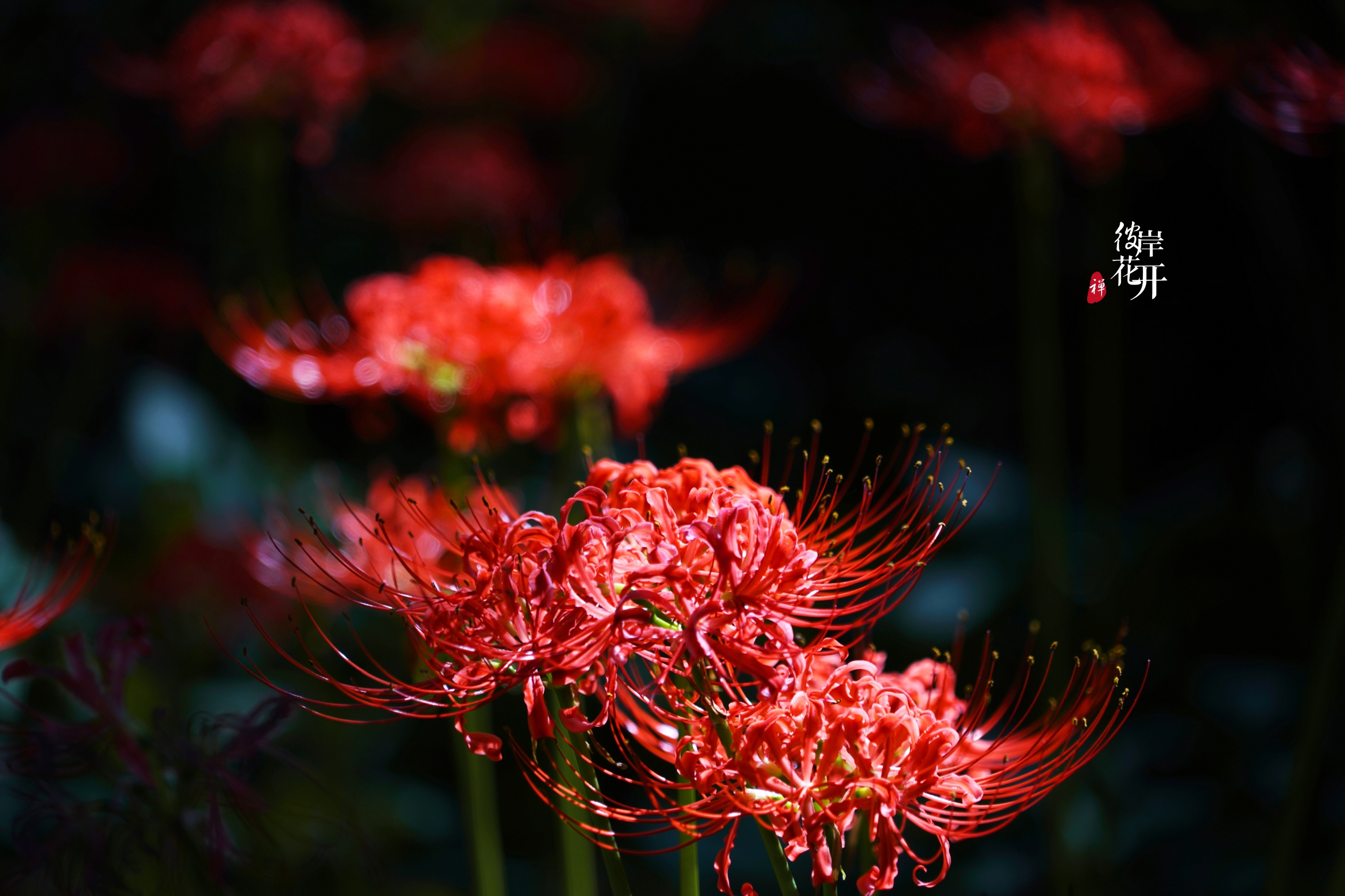 红尘有爱彼岸花开