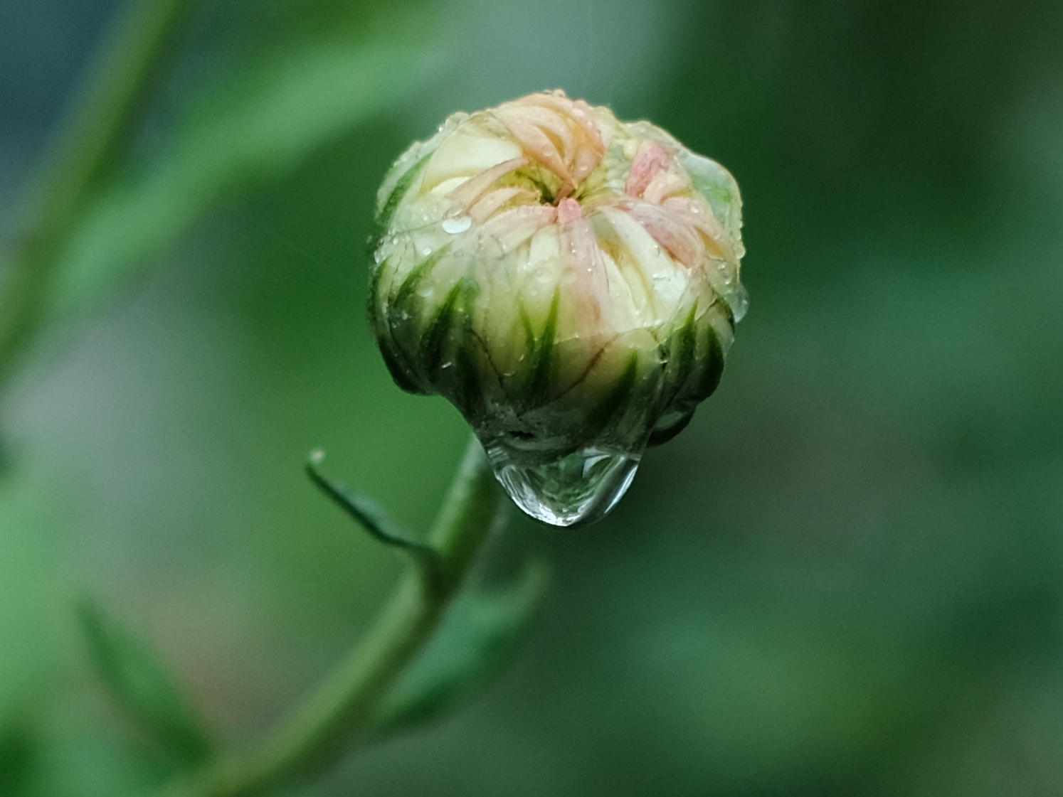 菊花花苞的样子图片