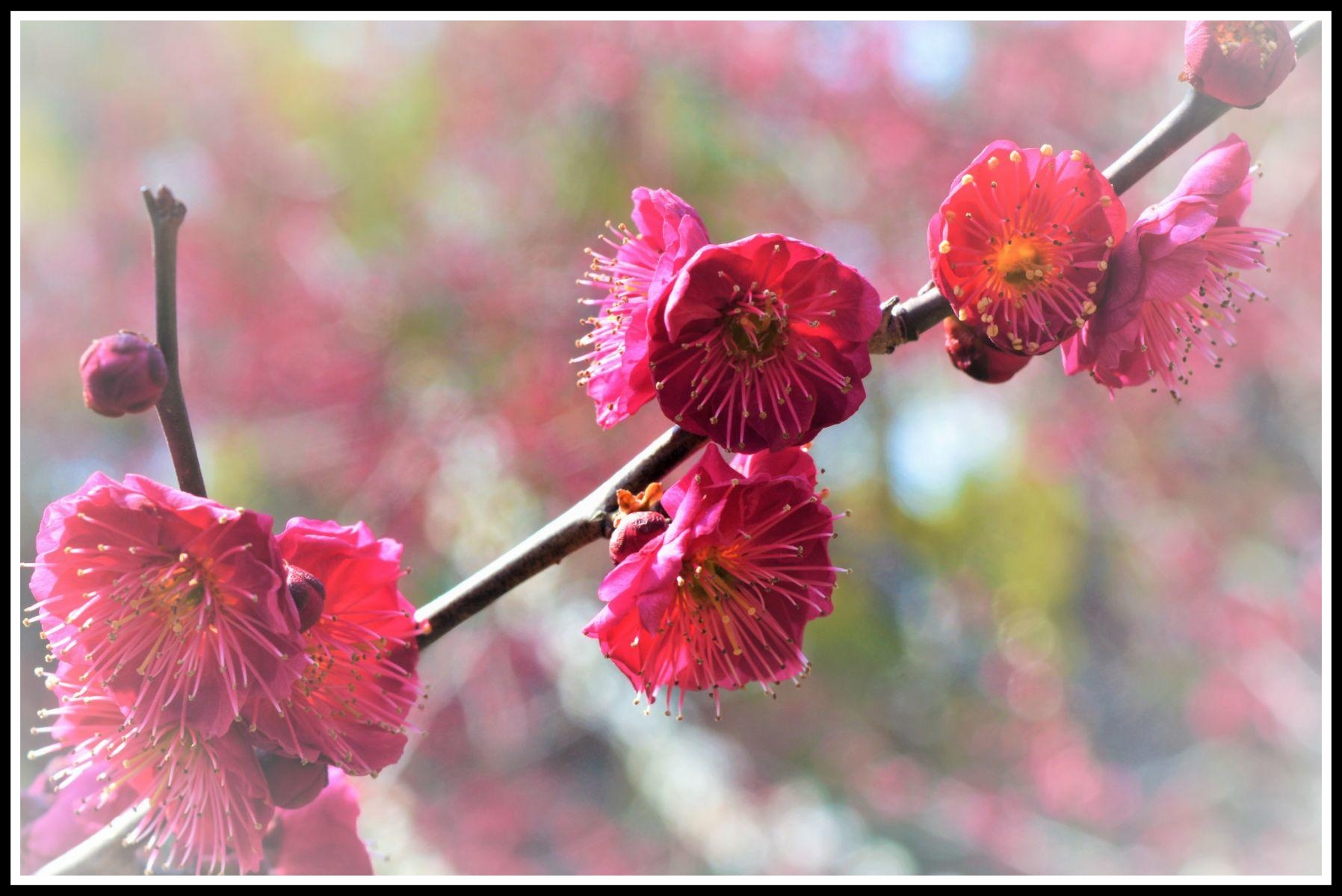 香气清幽淡雅的梅花