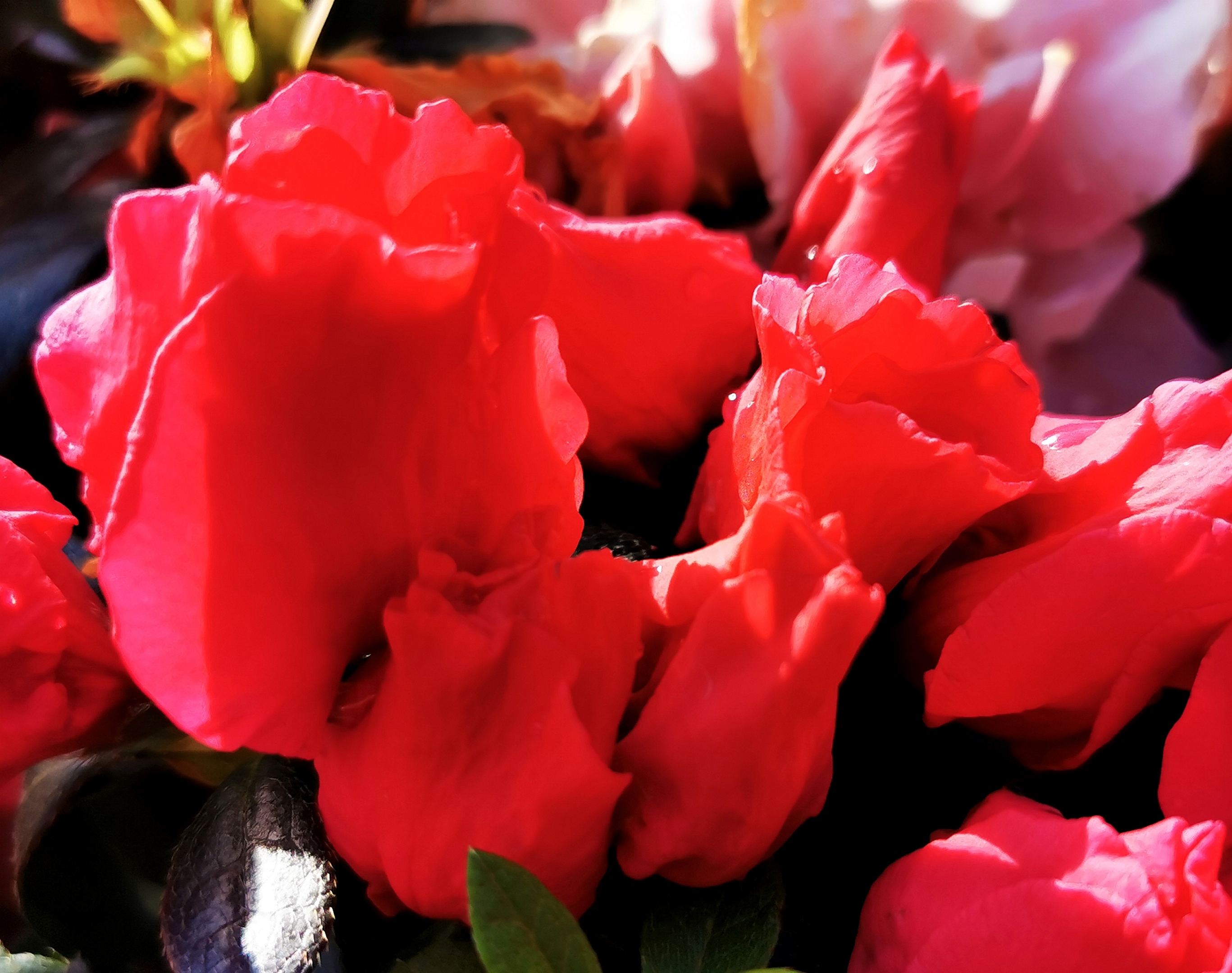 首发红色重瓣杜鹃花