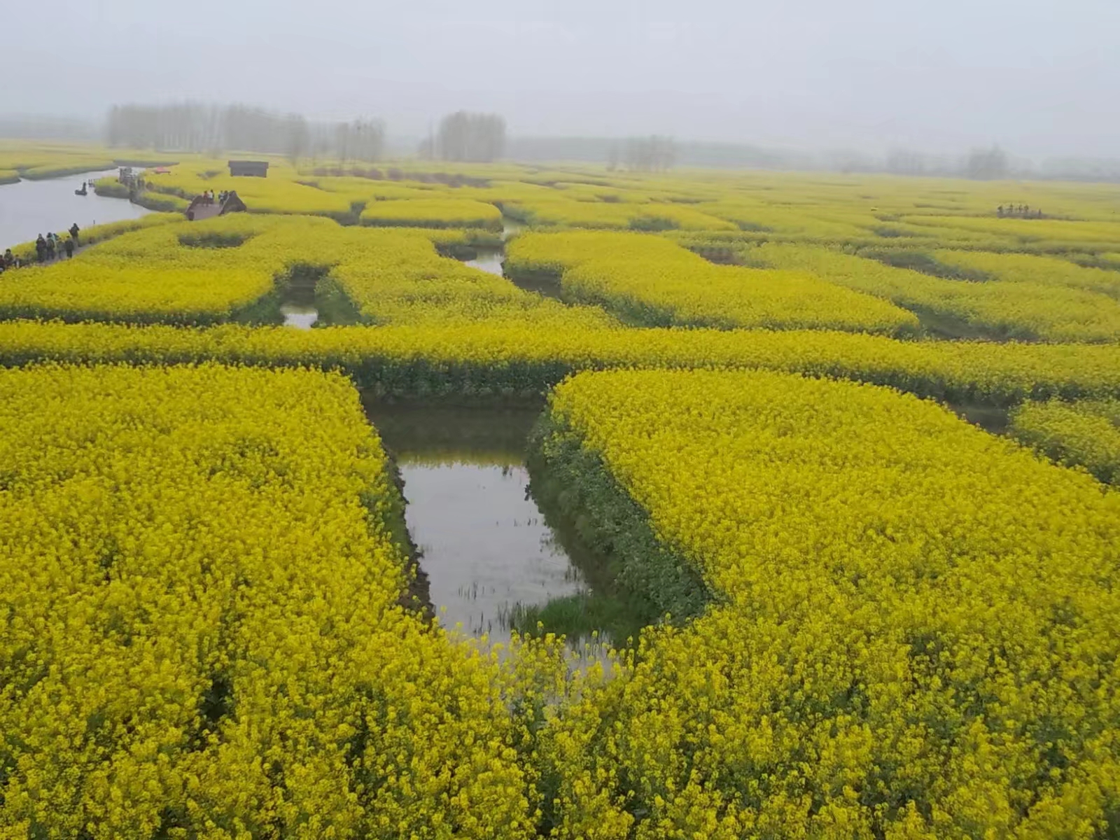 興化垛田油菜花