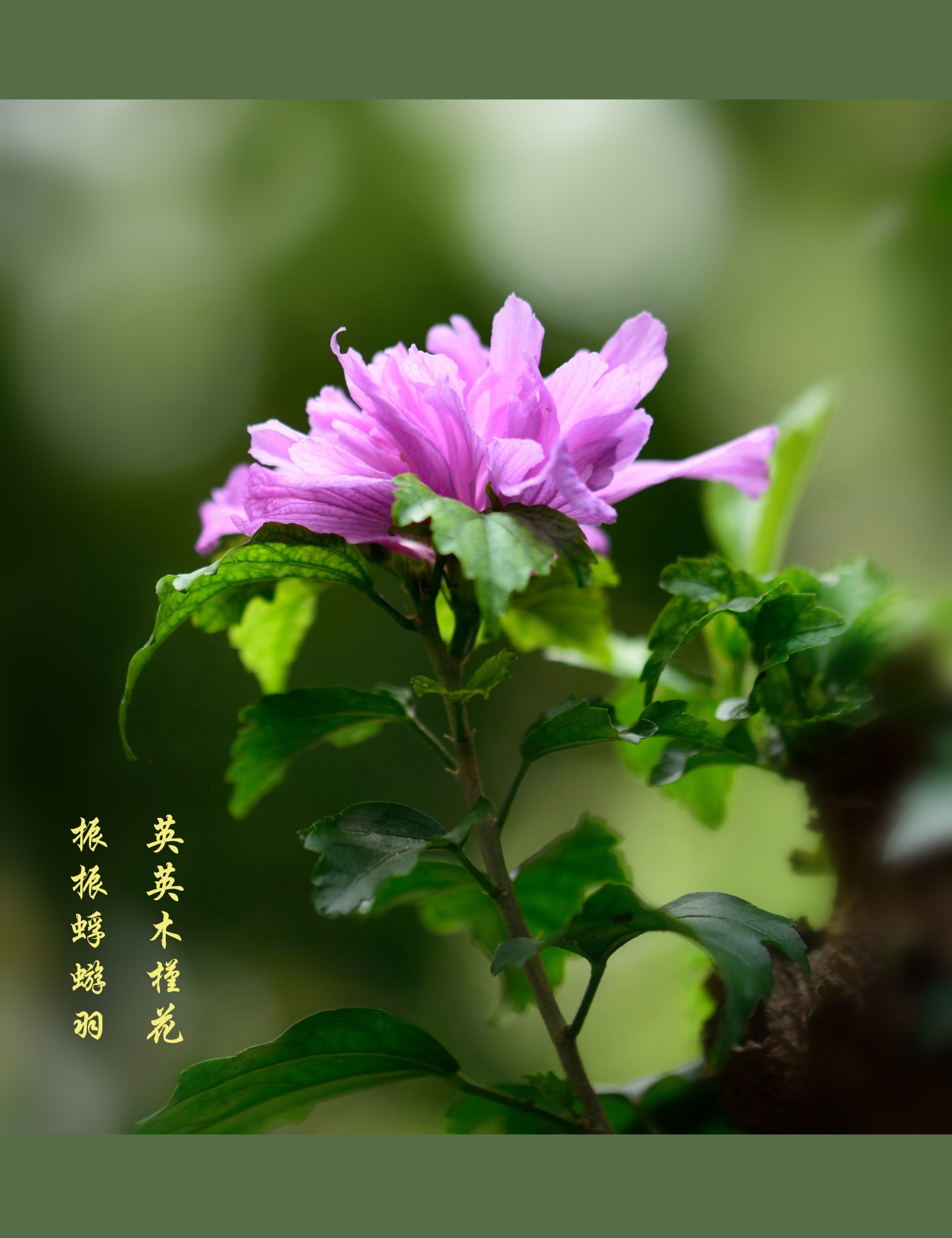 英英木槿花振振蜉蝣羽