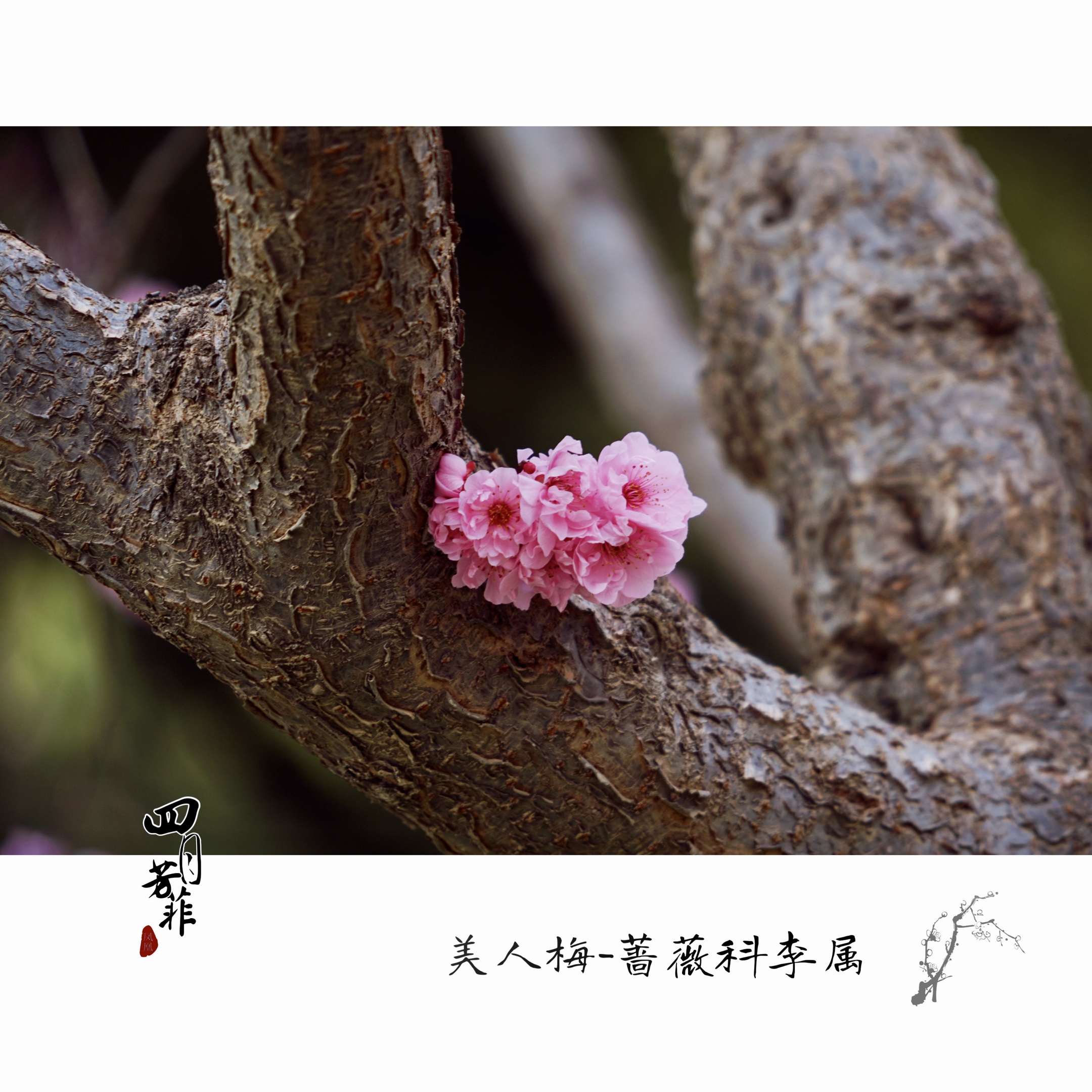 衬托的花朵 更柔媚,可爱羞涩 这就是生命的精彩 由紫叶李与梅花杂交