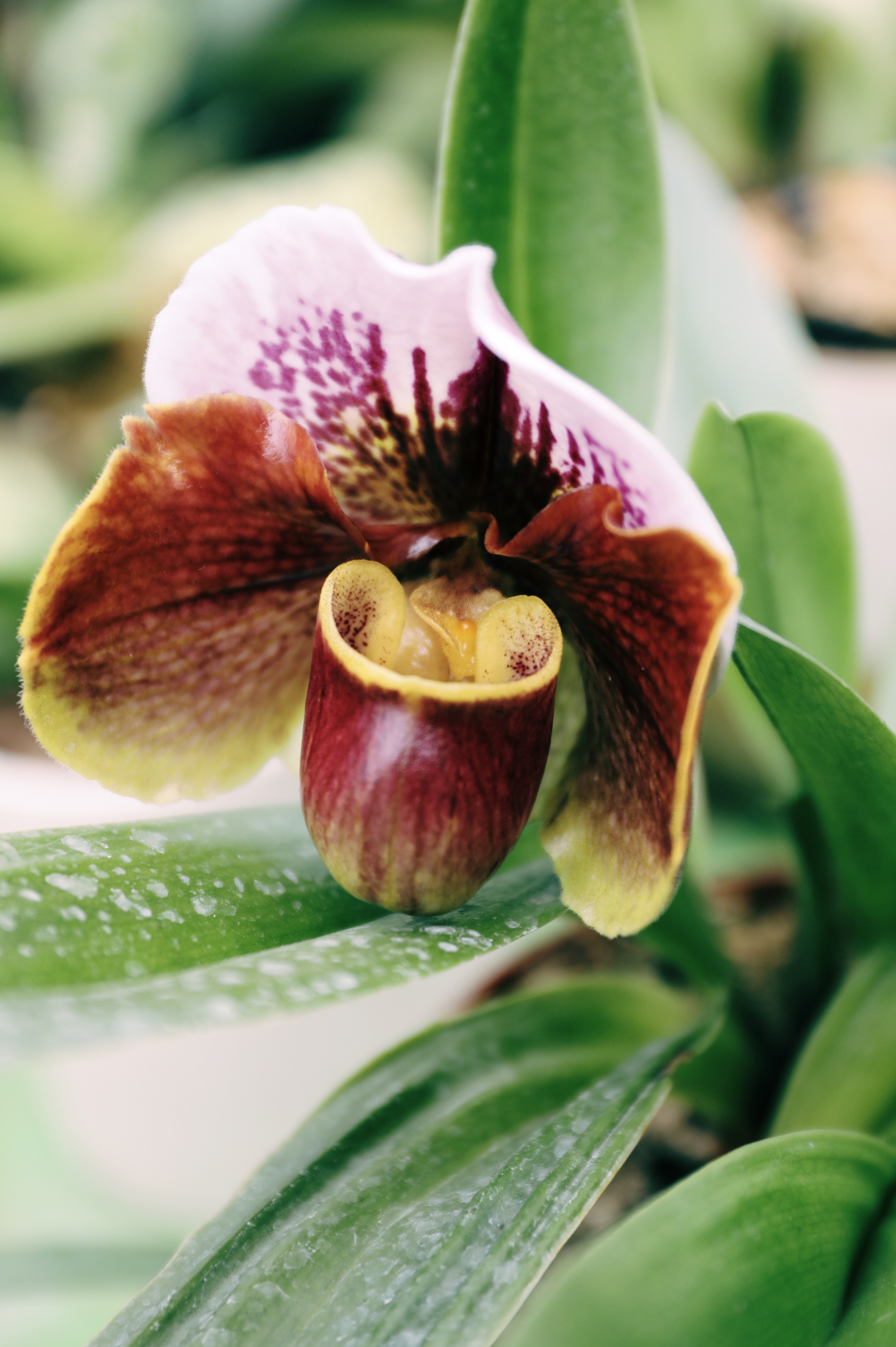 【vv首发】兰花/兜兰