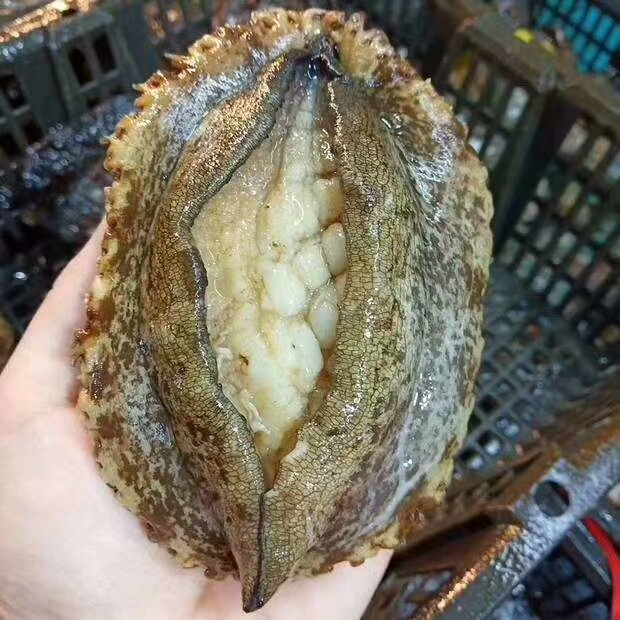 福建省漳州市古雷经济开发区北江村绿色鲍鱼