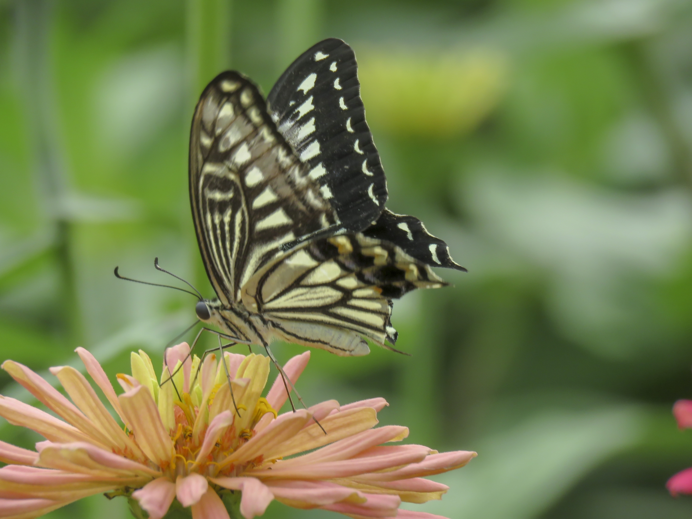 凤蝶花中舞vv首发