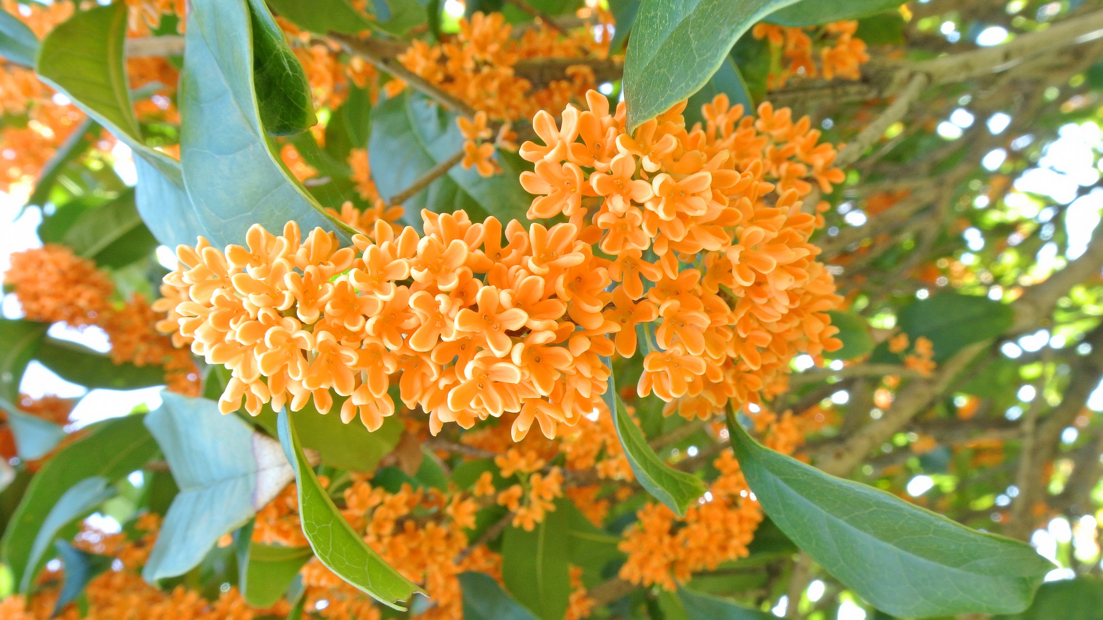 【首发】月落秋香