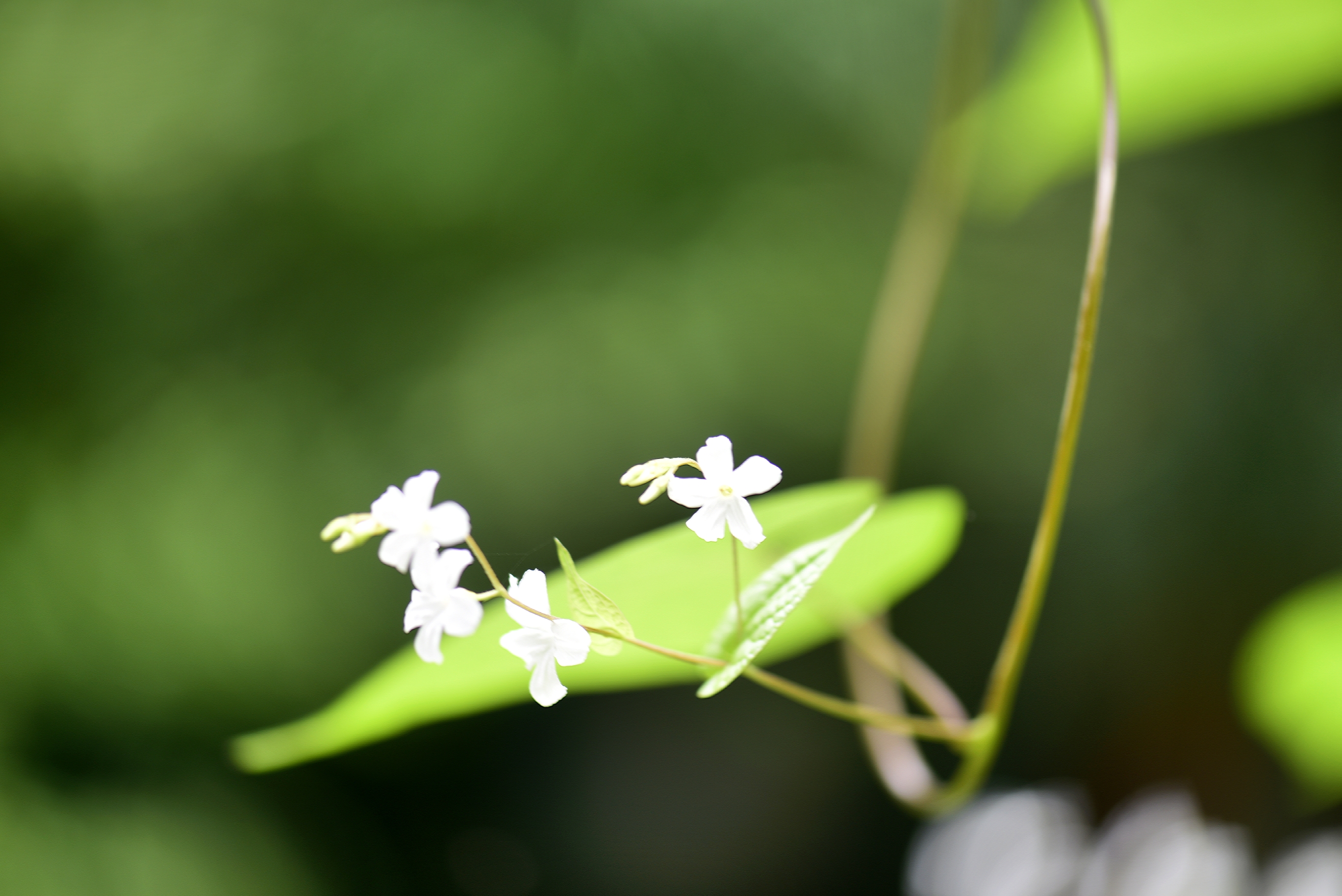 穿越四季之美～飞蛾藤【vv首发】