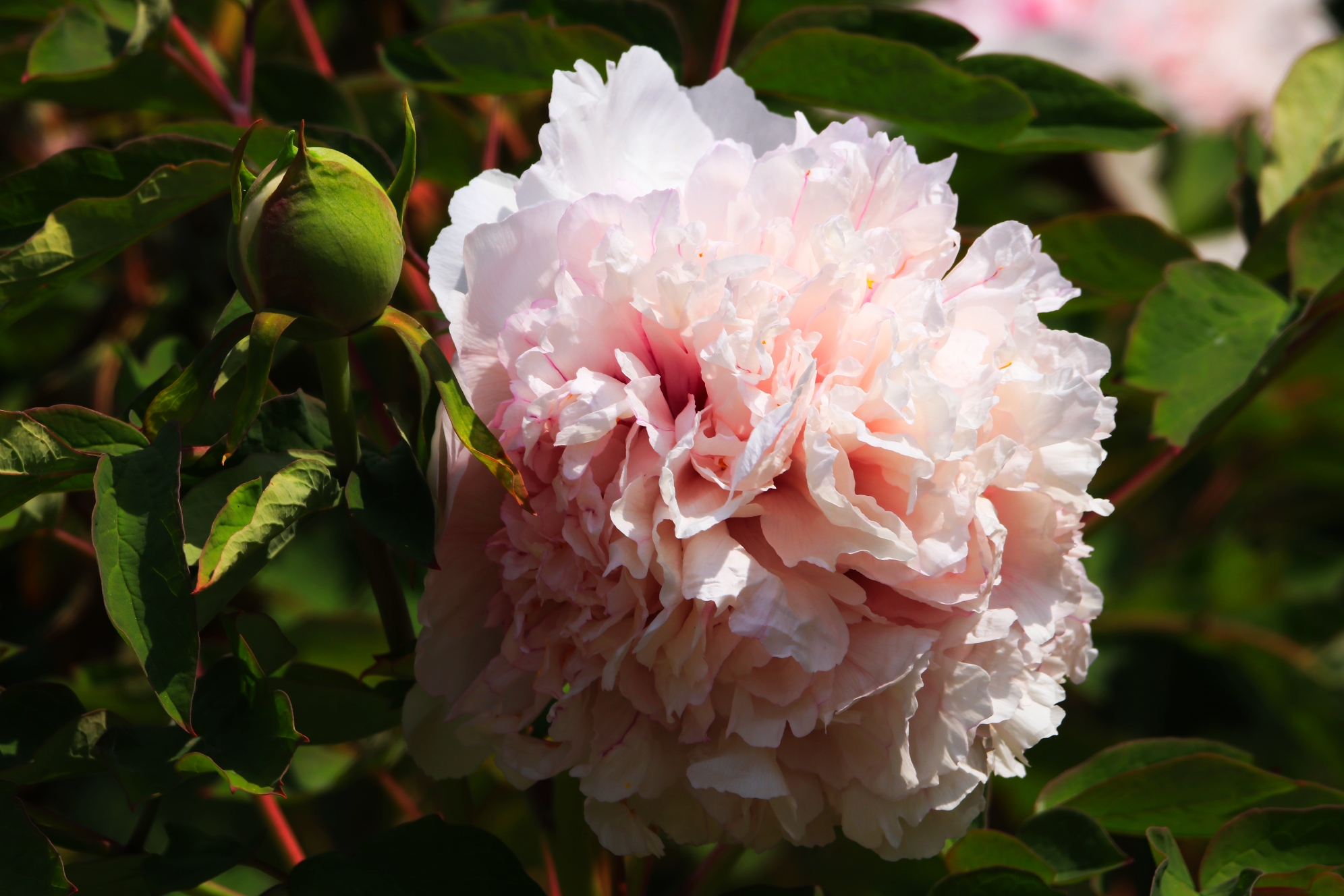 花中之王《牡丹》