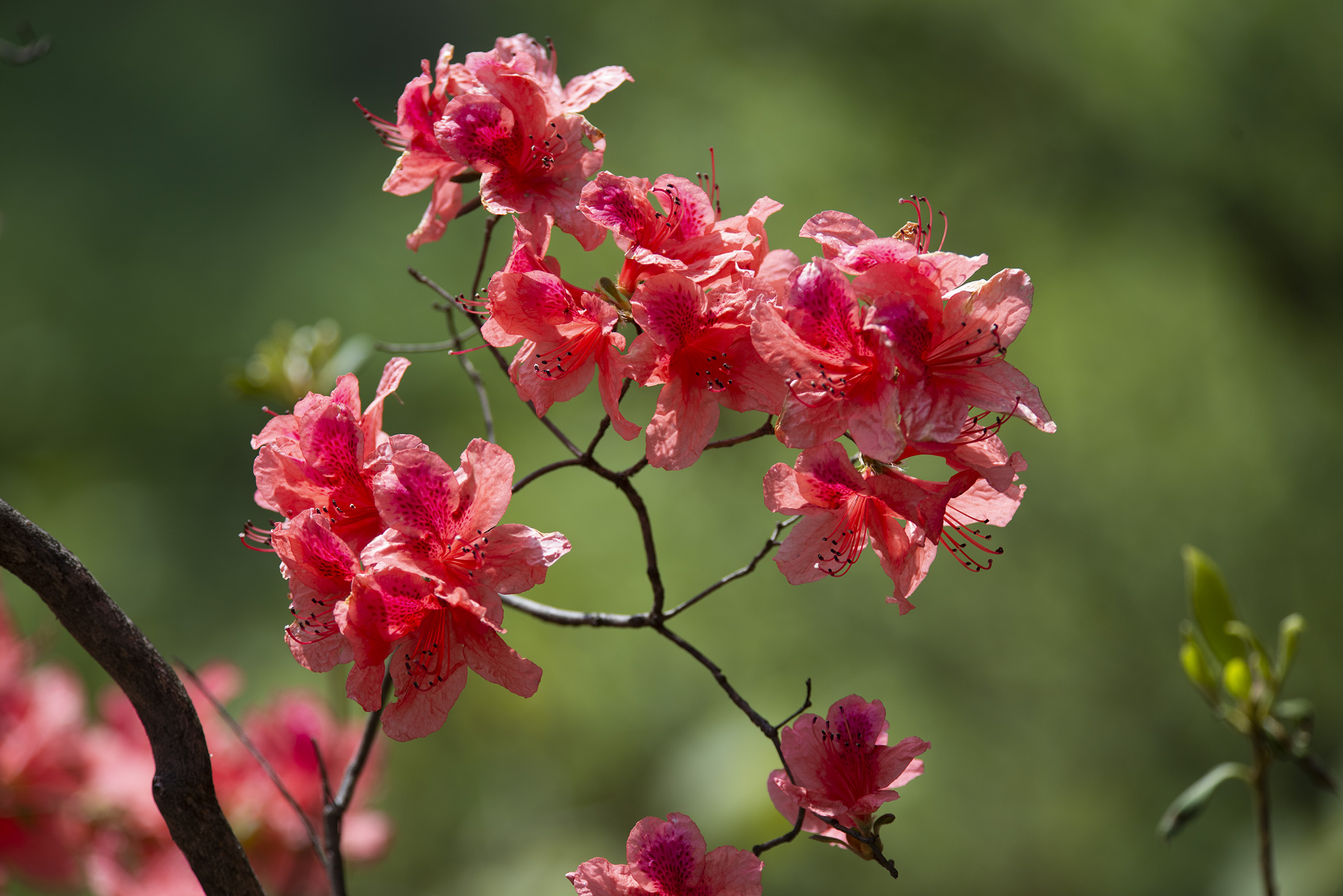 杜鹃花开春满园,人间最美四月天