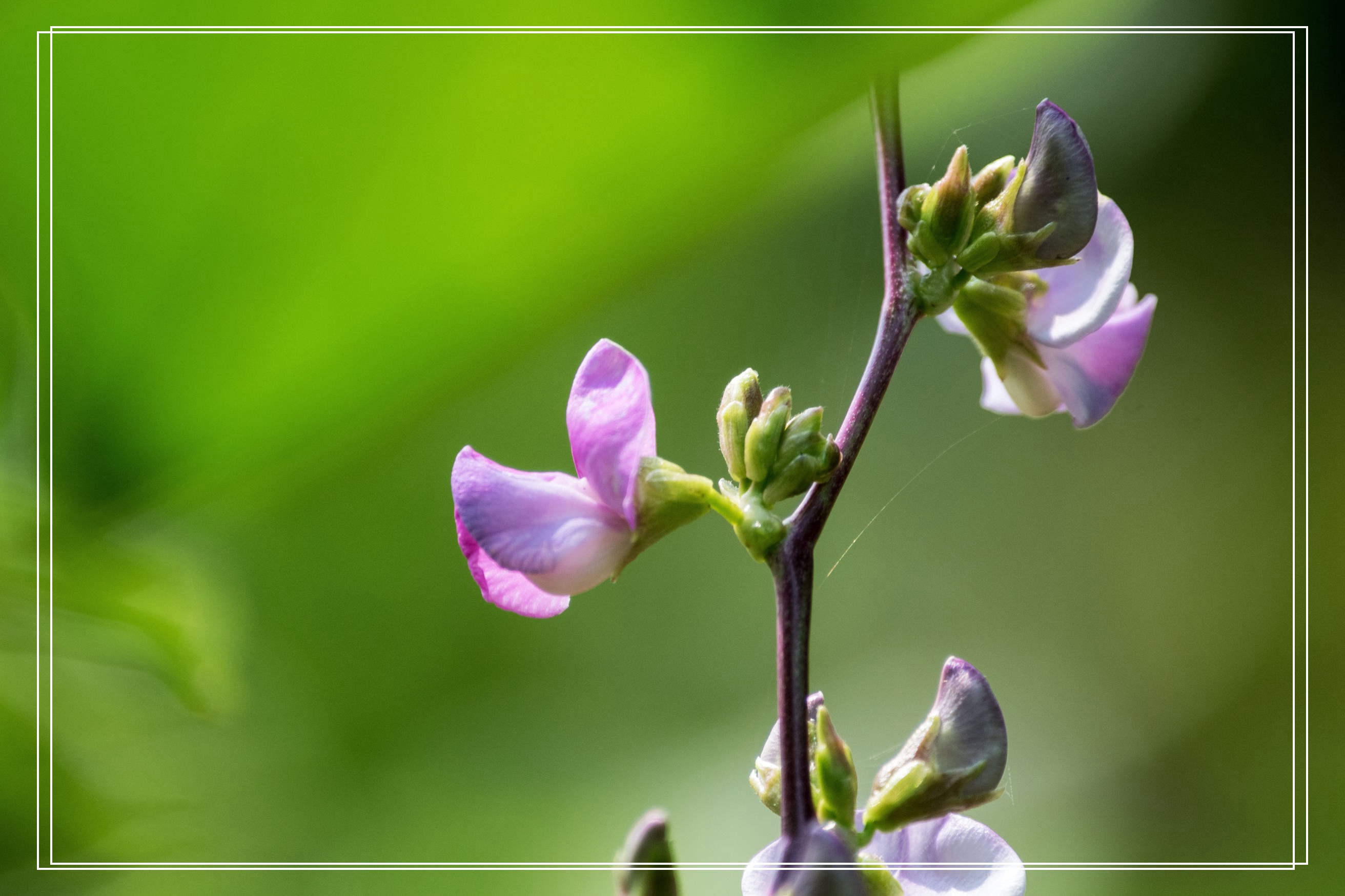 郊外农家的扁豆花开首发