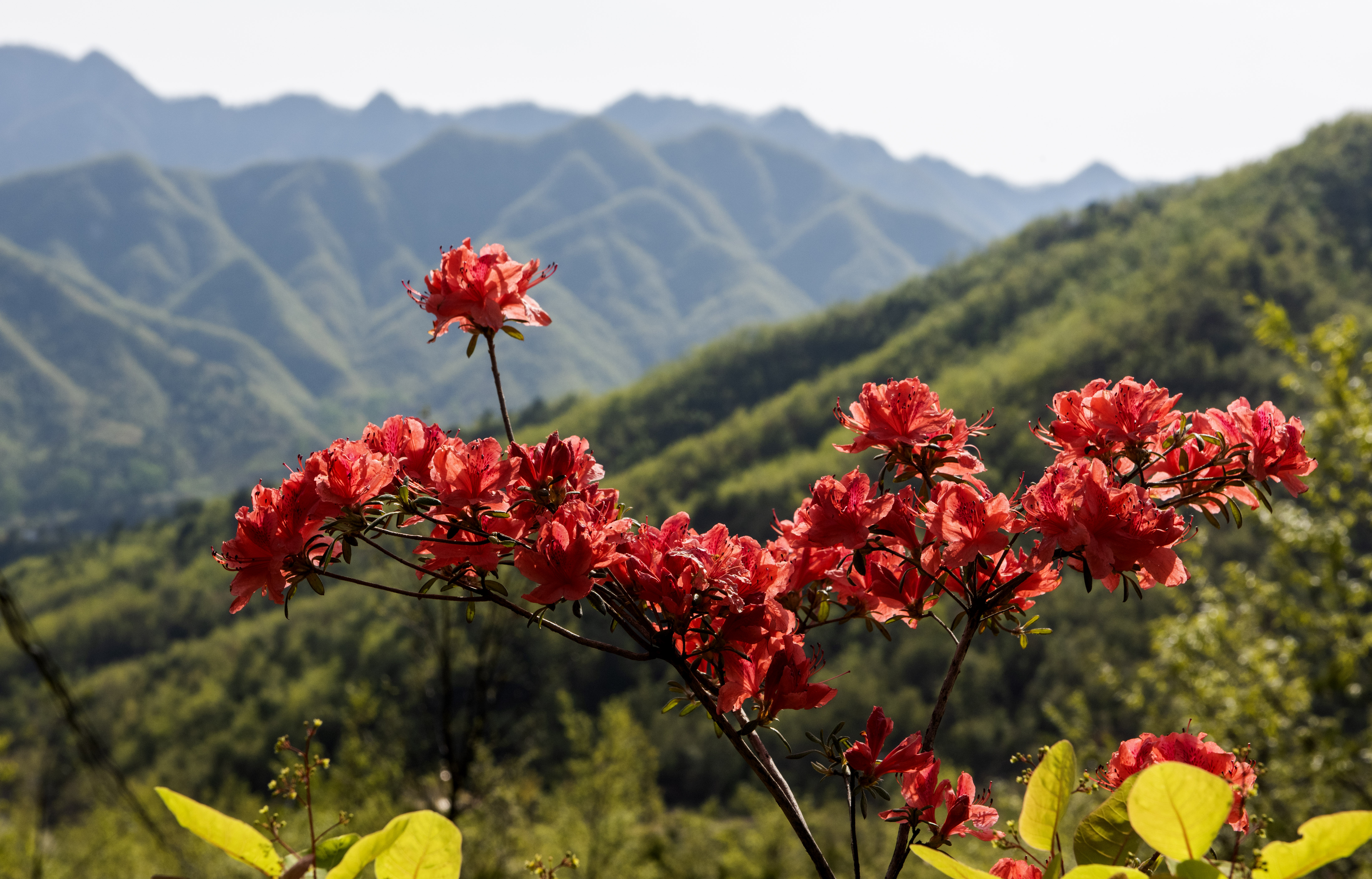 杜鹃花是春天开的吗图片