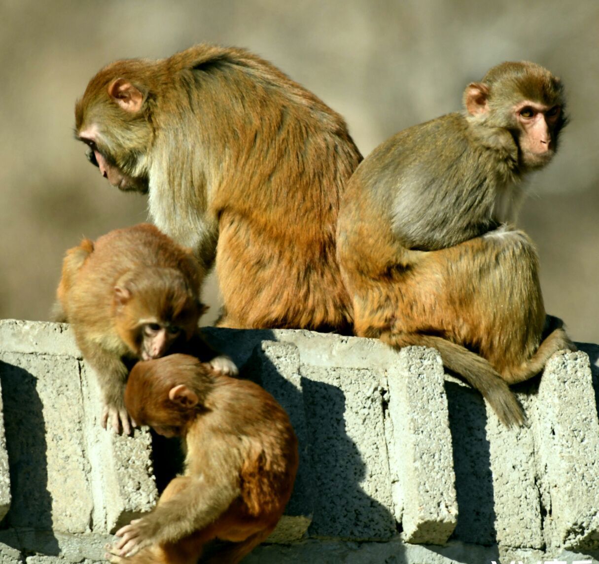 文字记录生活镜头叙说故事一群占山为王的猴子首发