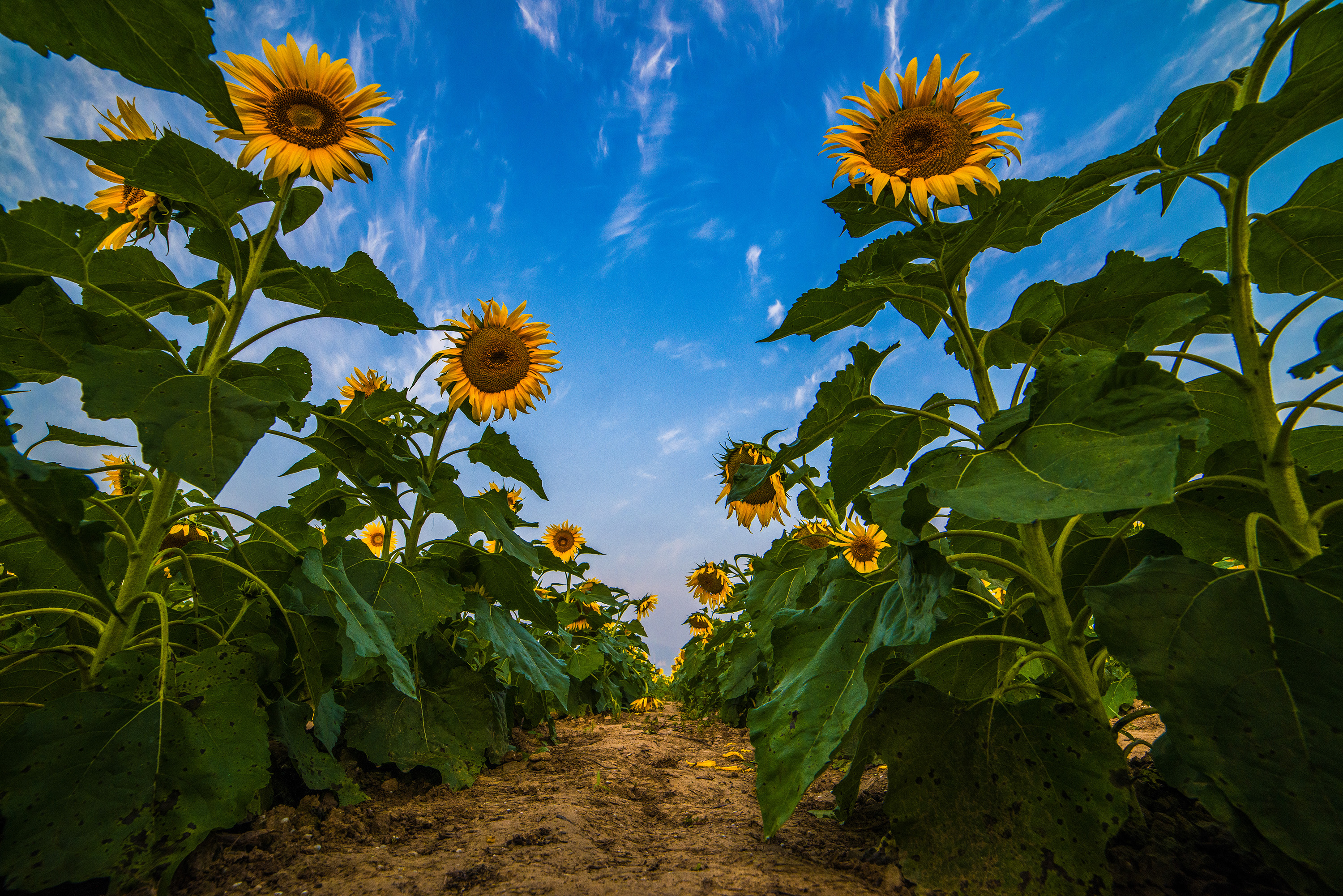 更无聊絮因风起,唯有葵花向日倾