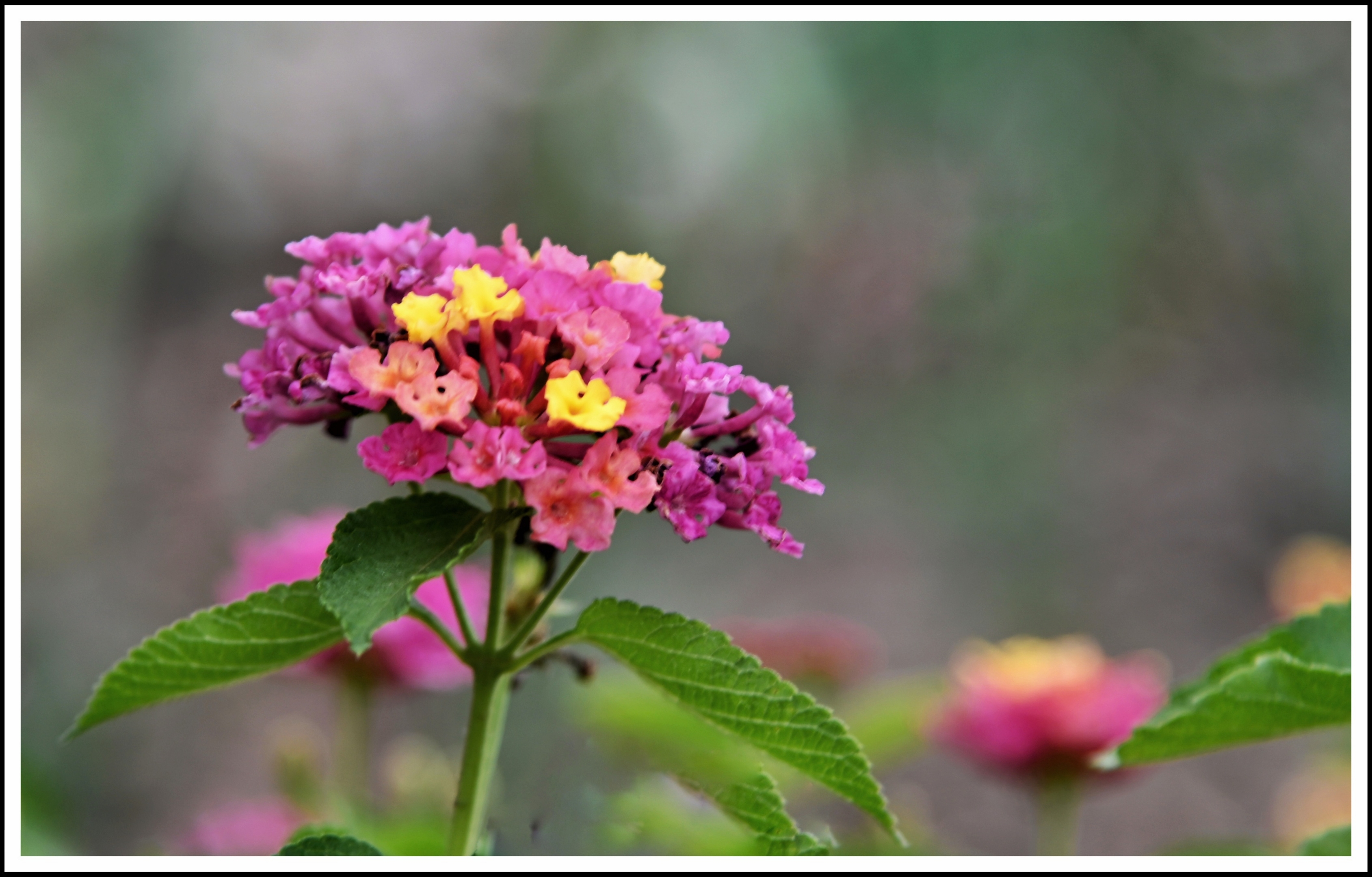 首发能散发特殊气味的马缨丹
