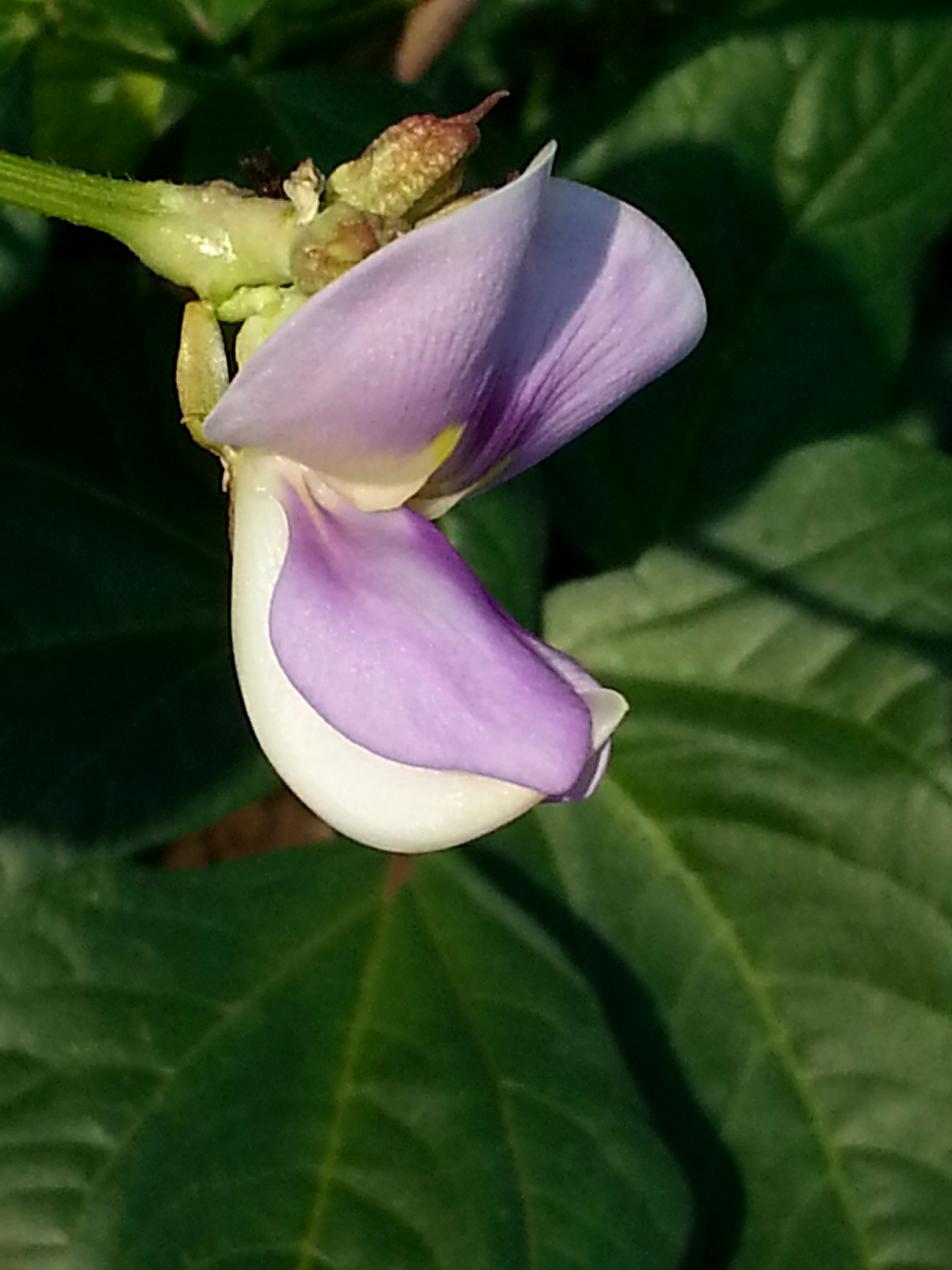 首发魅紫色的豇豆花