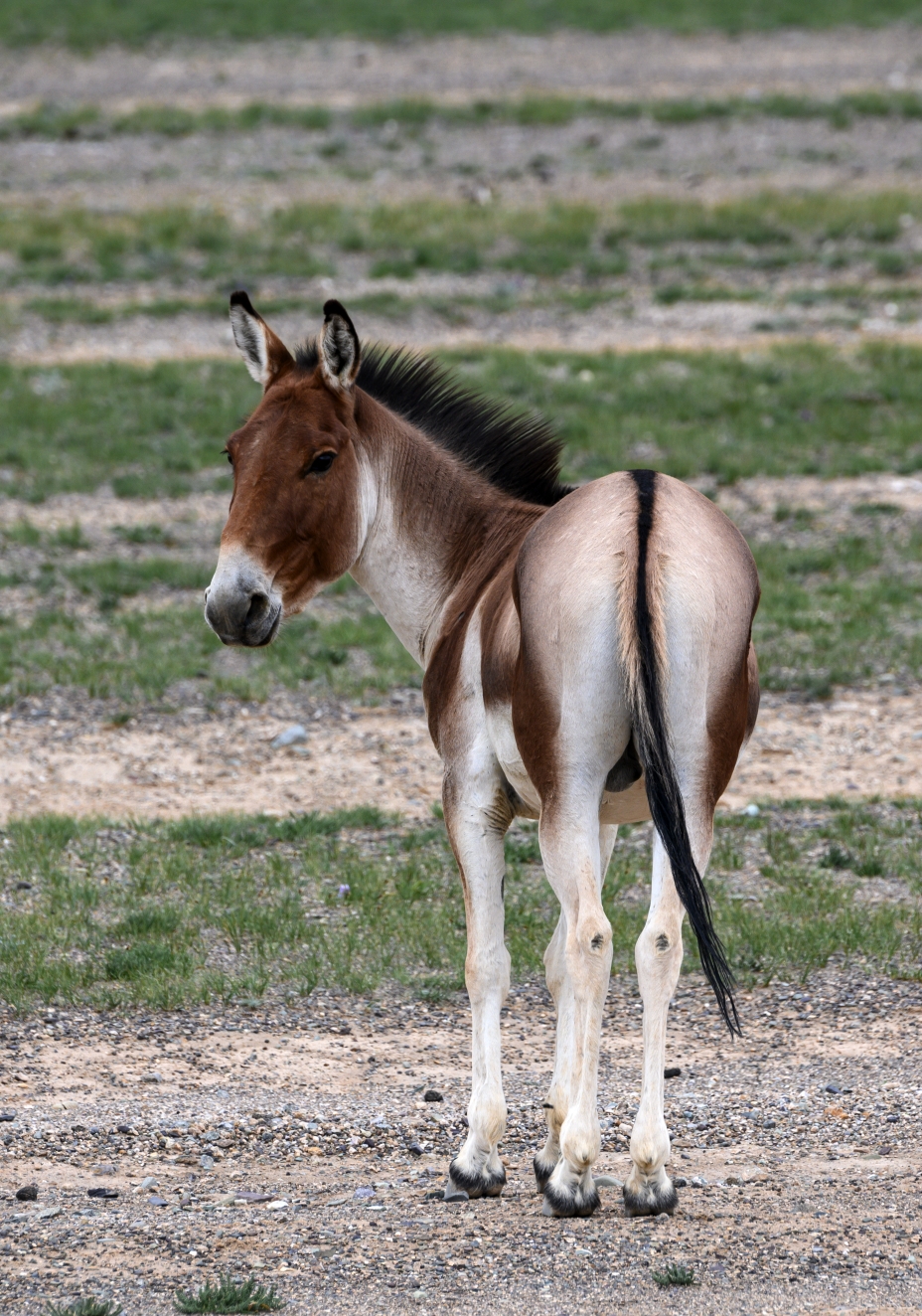 羌塘,可可西里印象