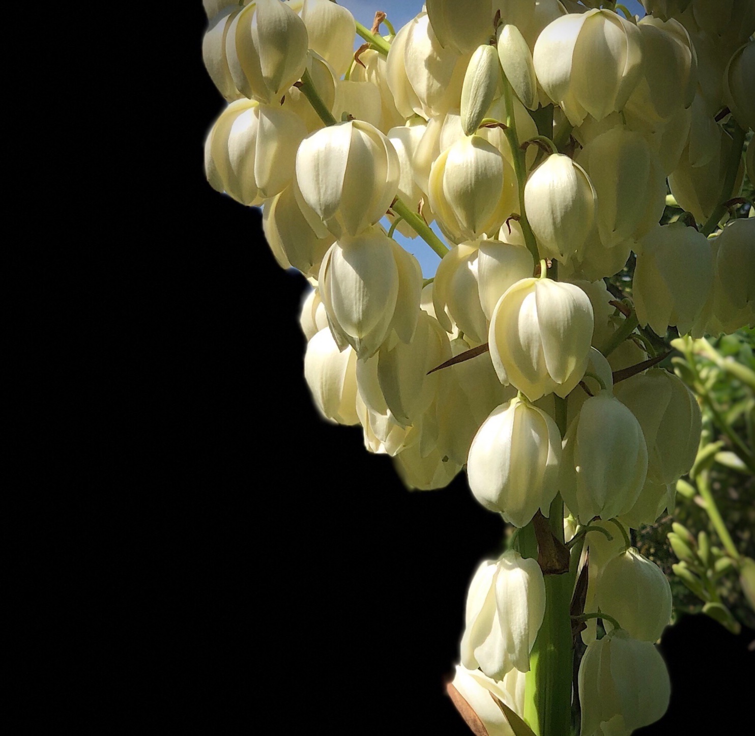 原创首发专情的丝兰花