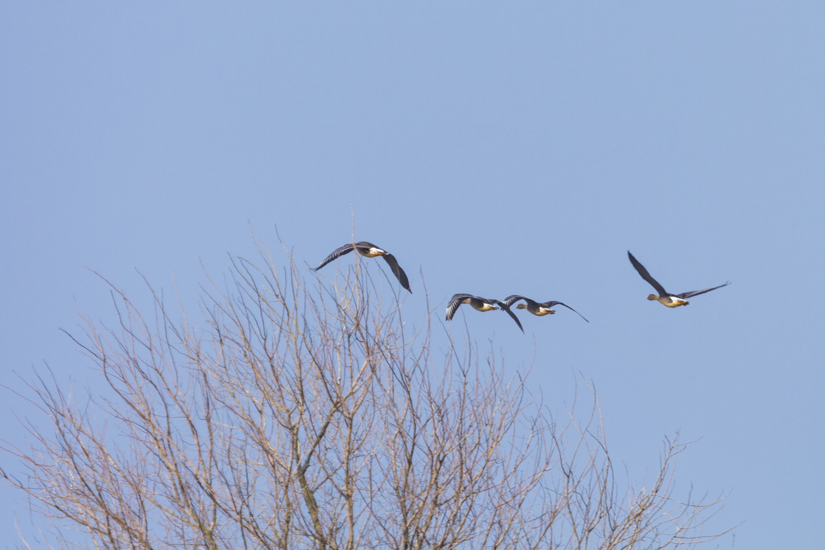 初入南矶山候鸟保护区【首发】