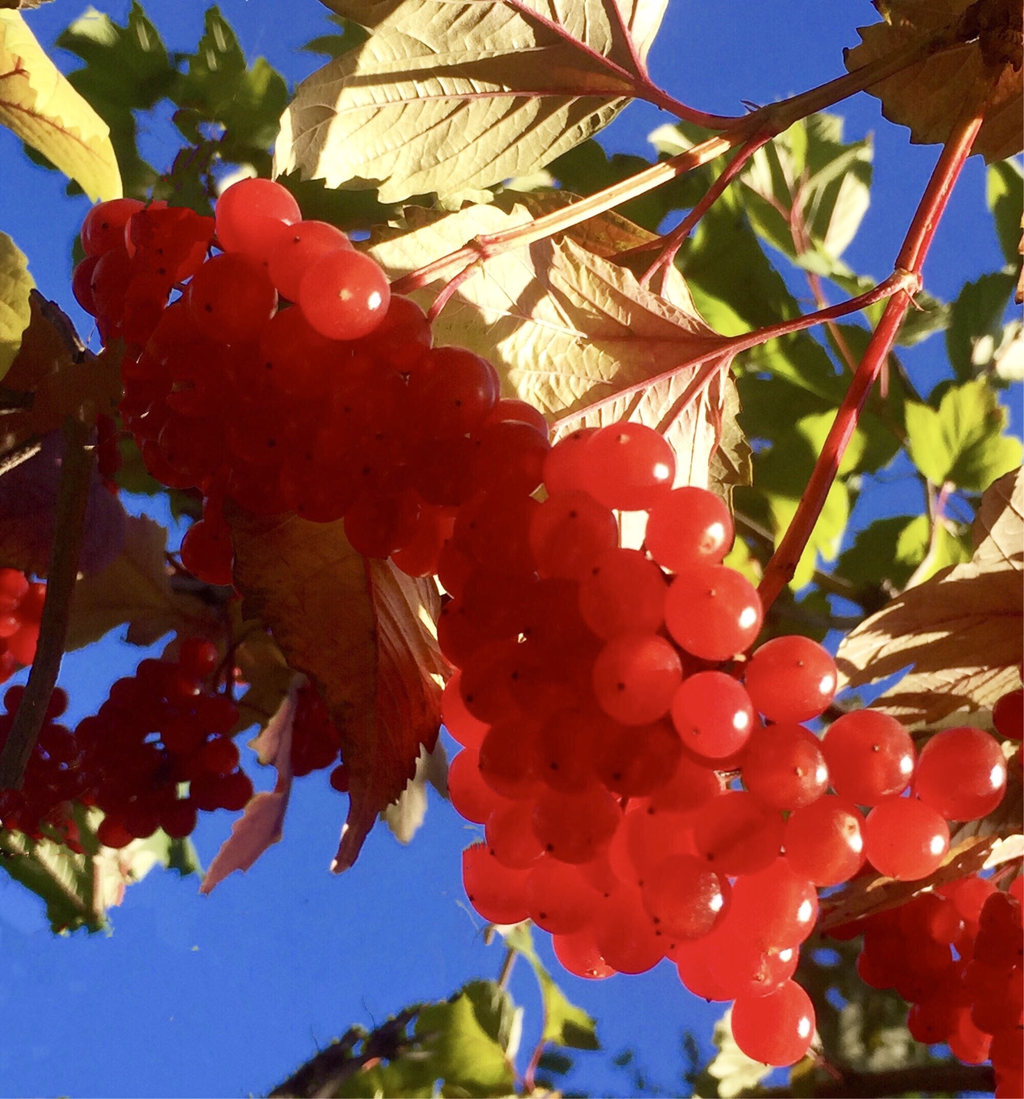 血红的天目琼花果