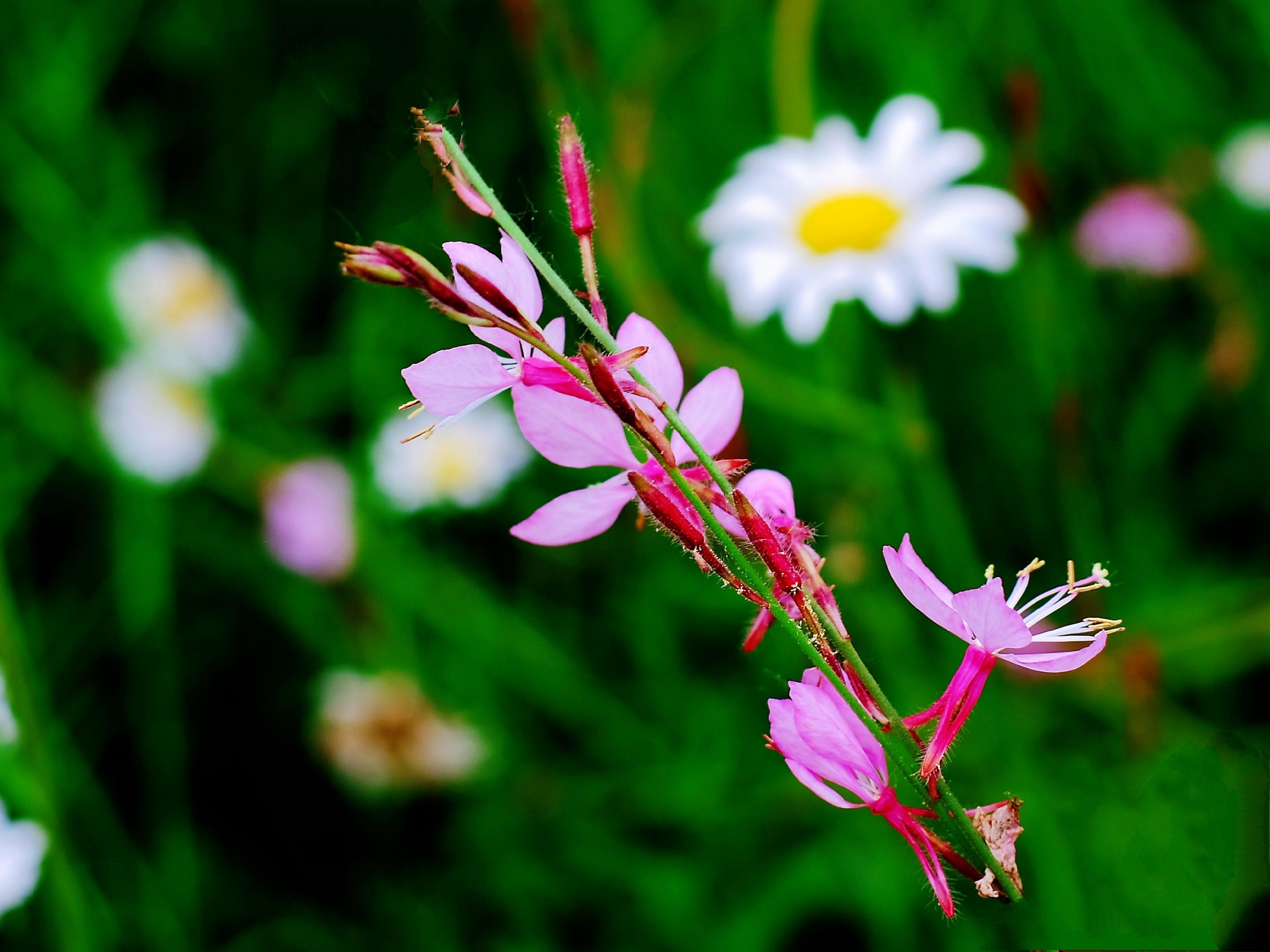 灵动秀气山桃草花