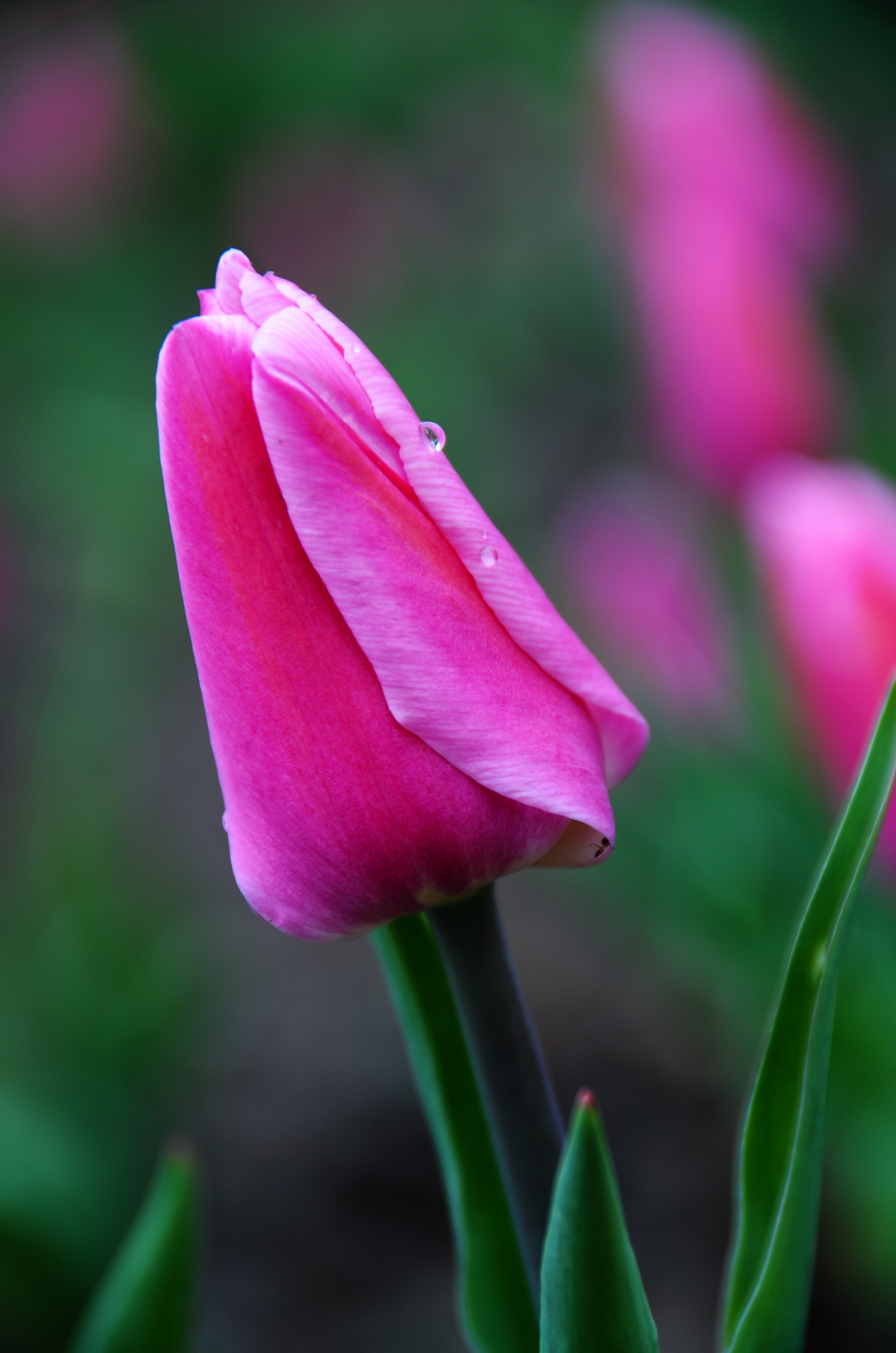 首发含苞待放郁金香