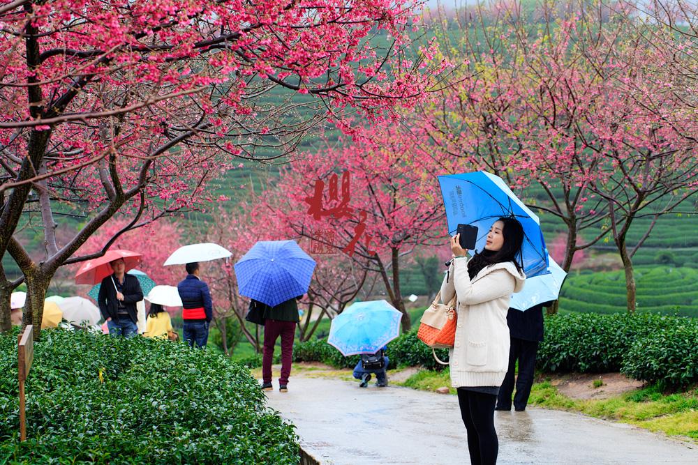 武汉的樱花作者/碑林路人朗诵/柳絮儿