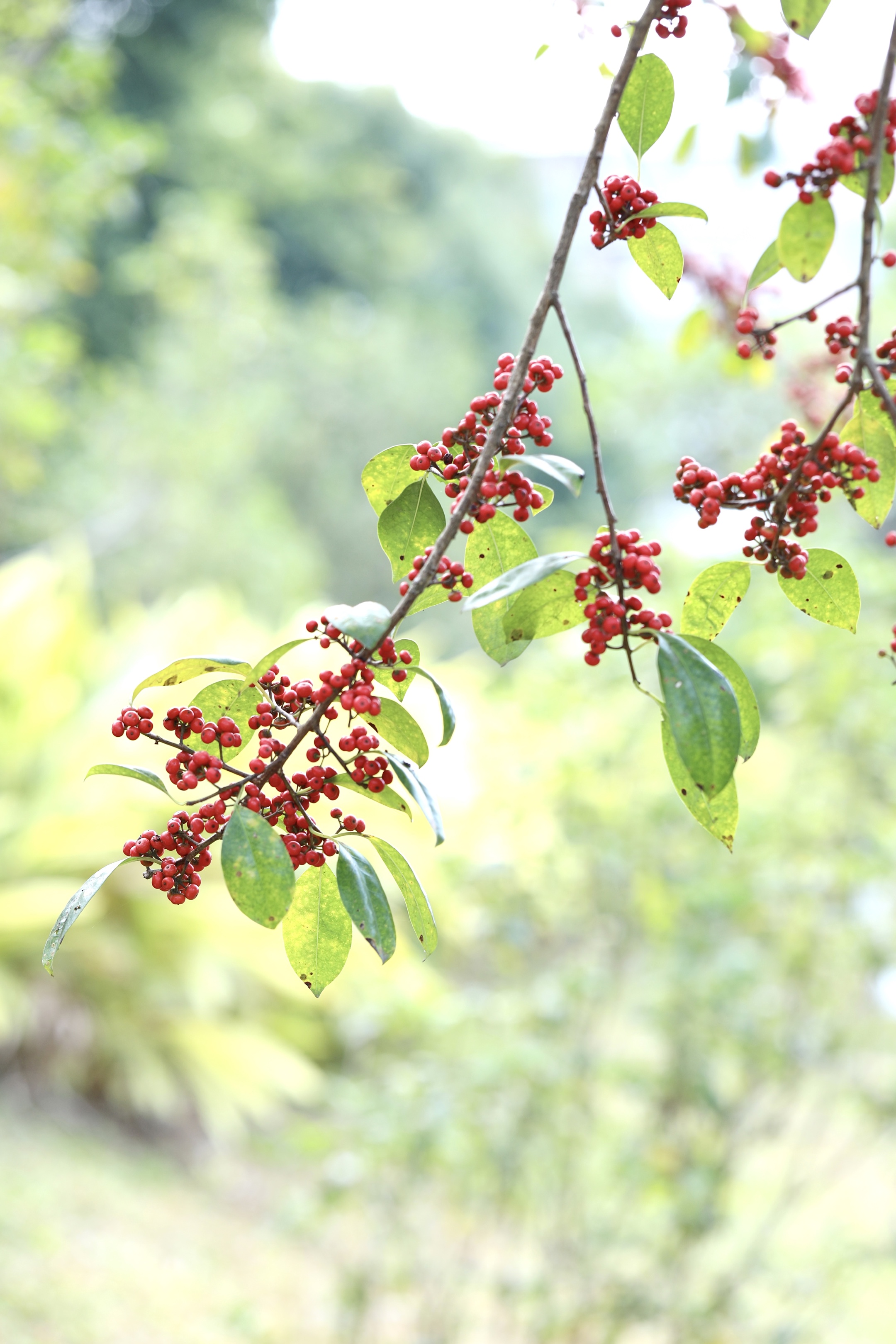 首发铁冬青果实满枝头