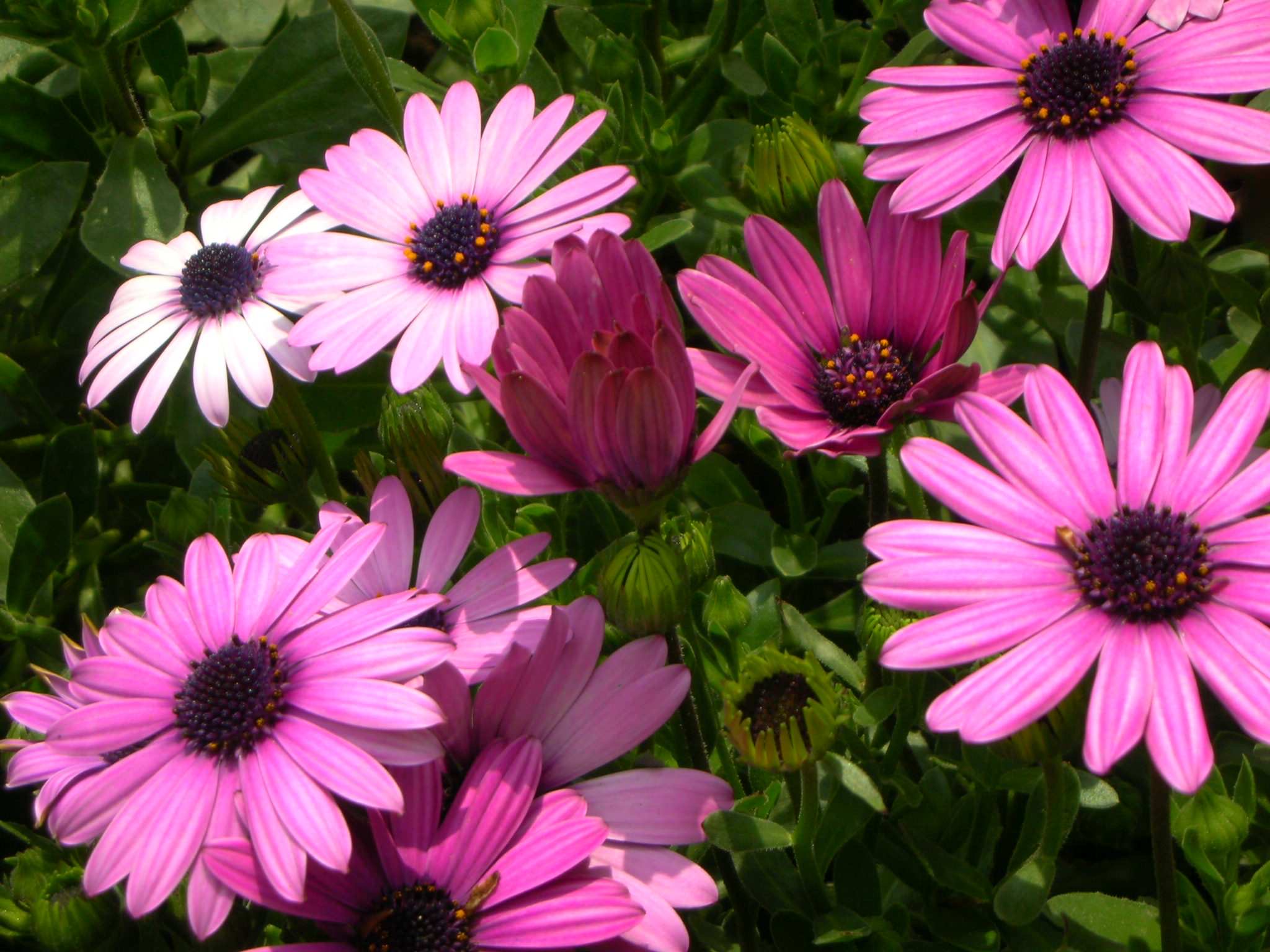 《小雏菊》——我和大师学画画