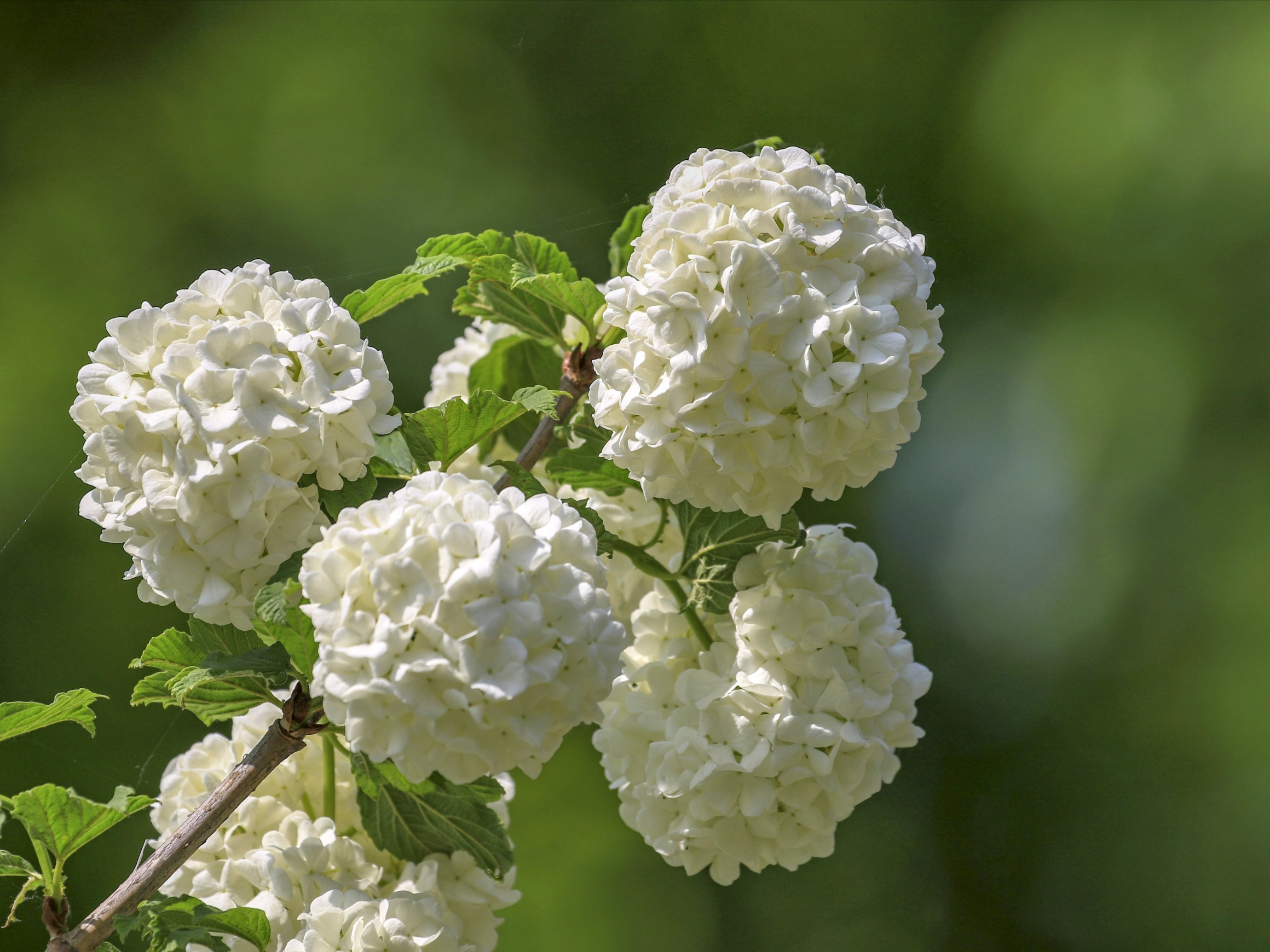 粉团荚蒾vv首发