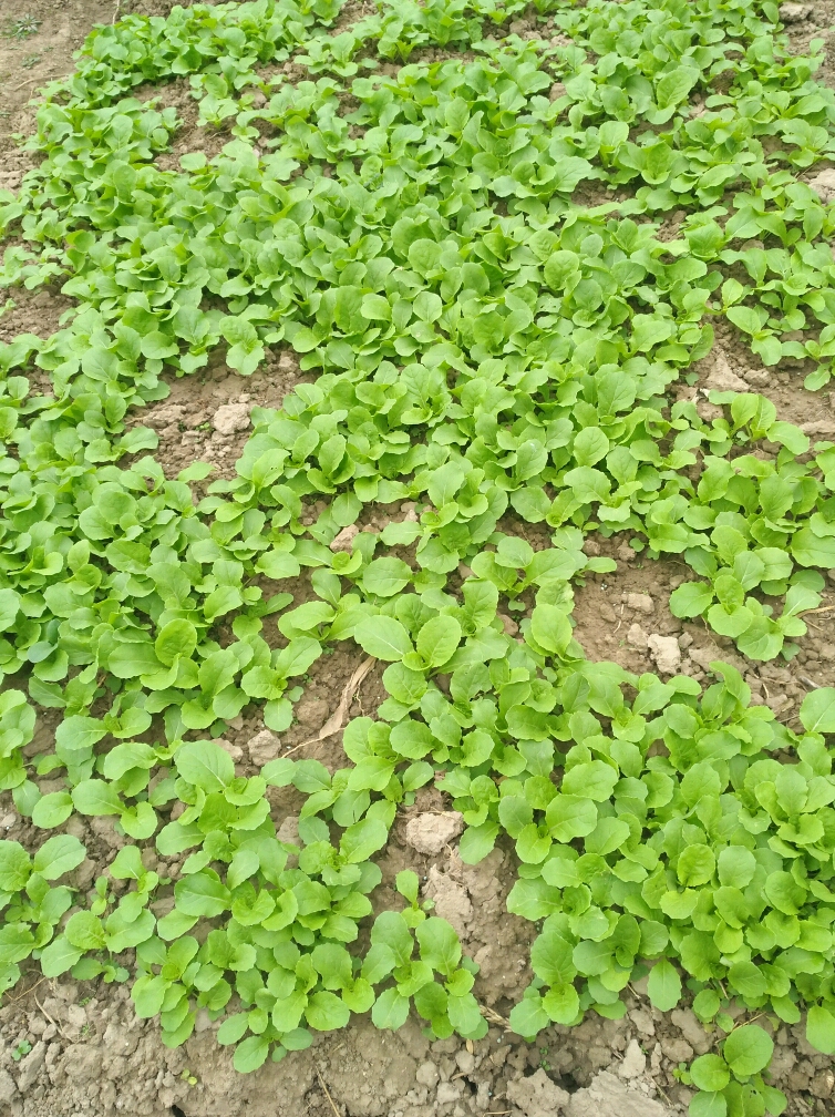 小小毛毛菜,也长得不错