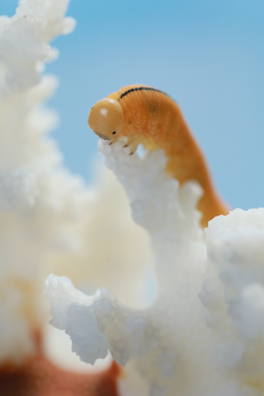 (原片微距摄影)可爱的小黄虫虫