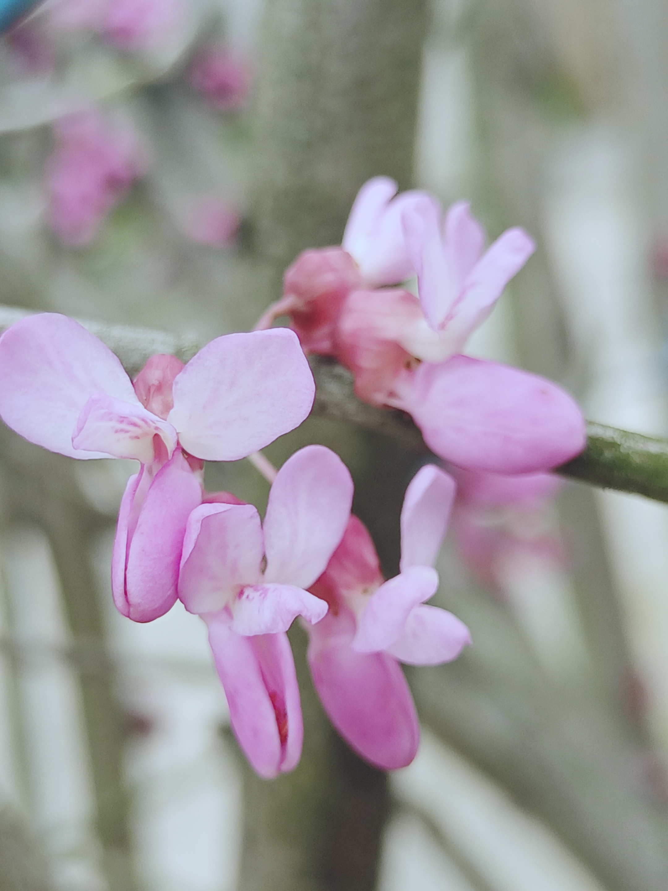 【摄影首发】紫荆