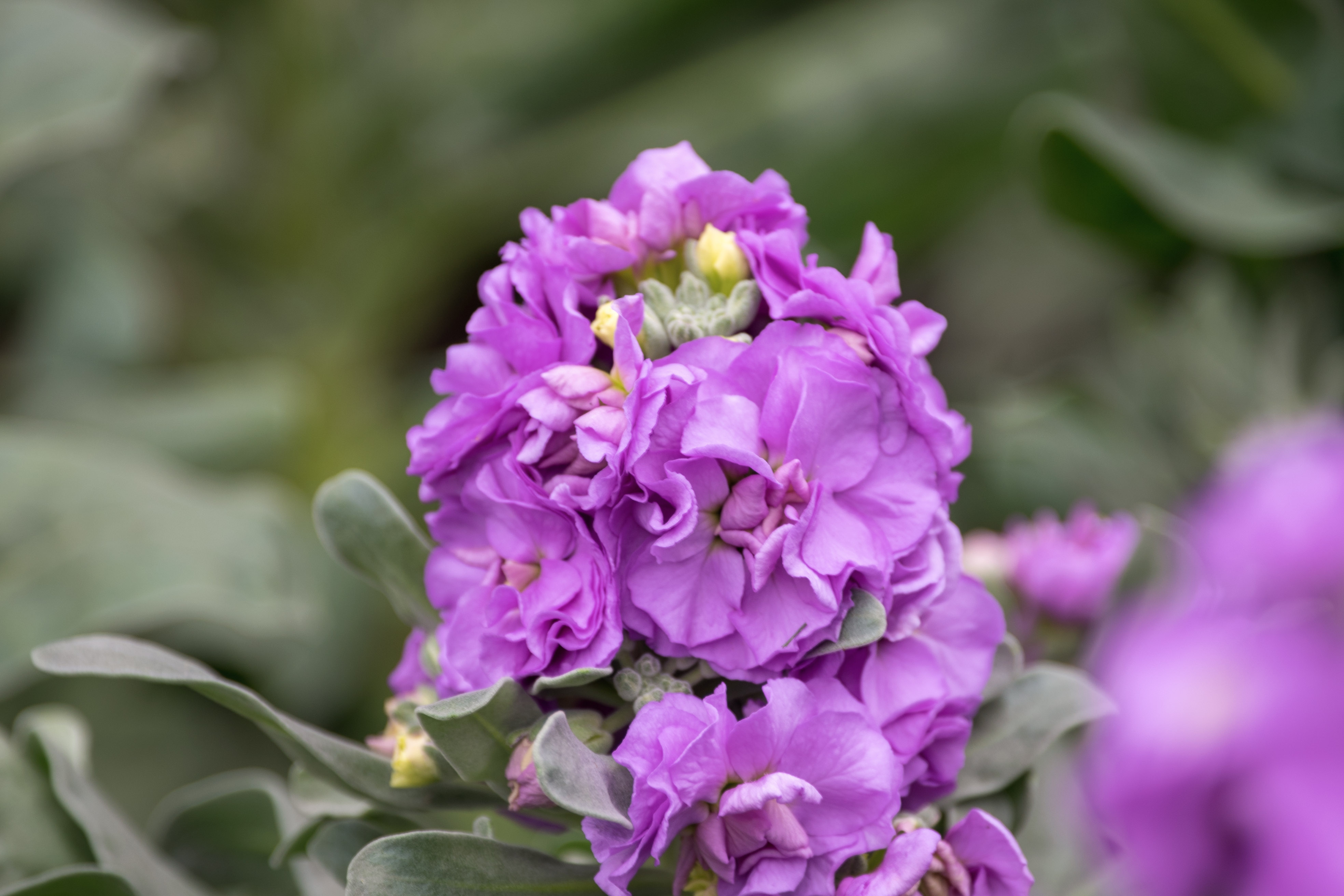 紫罗兰花的样子图片