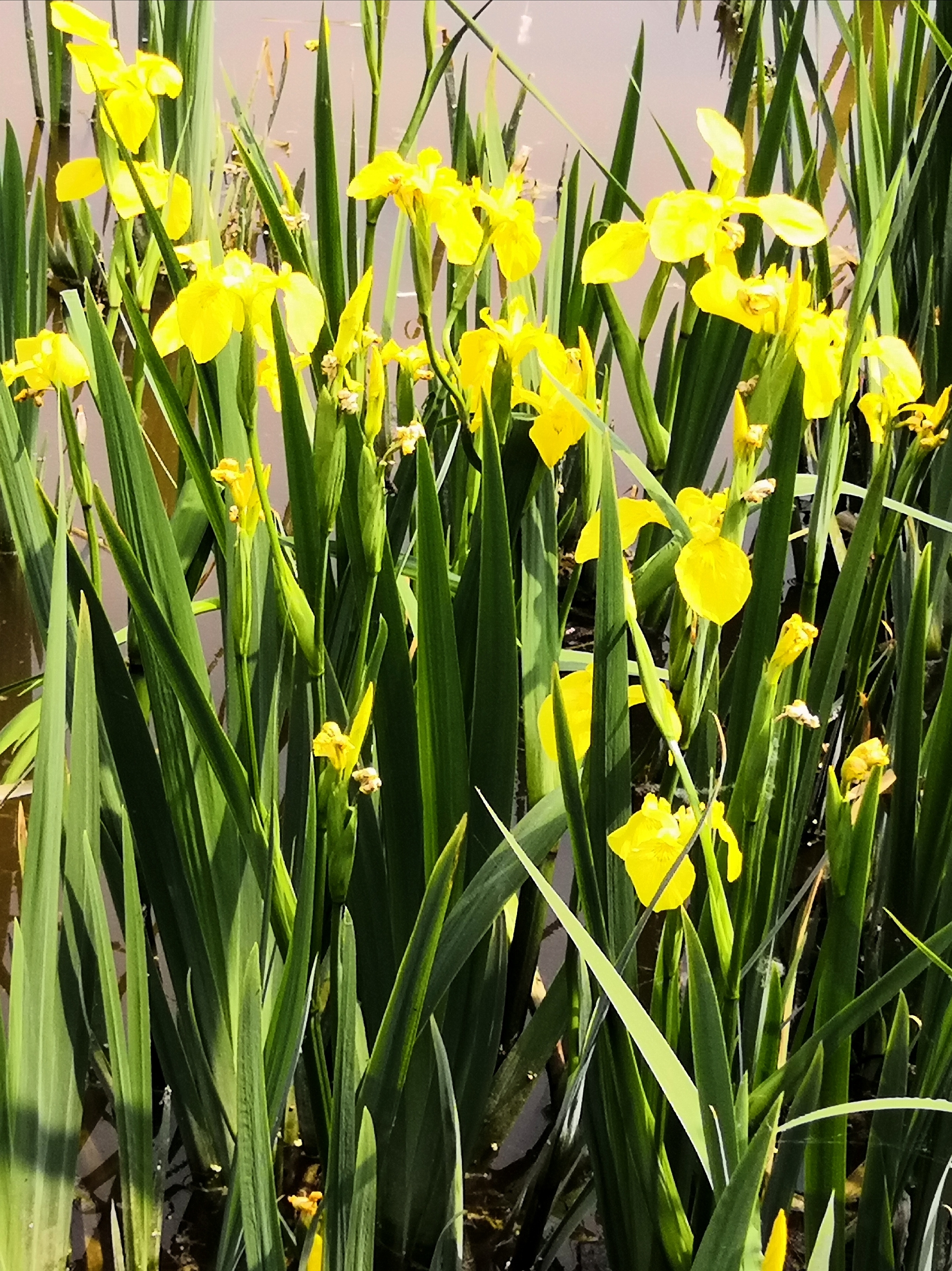 水中仙花黄菖蒲【首发】