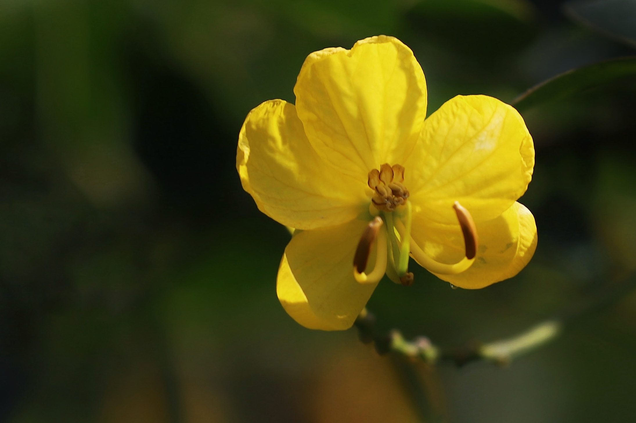 双荚决明明媚了整个秋季