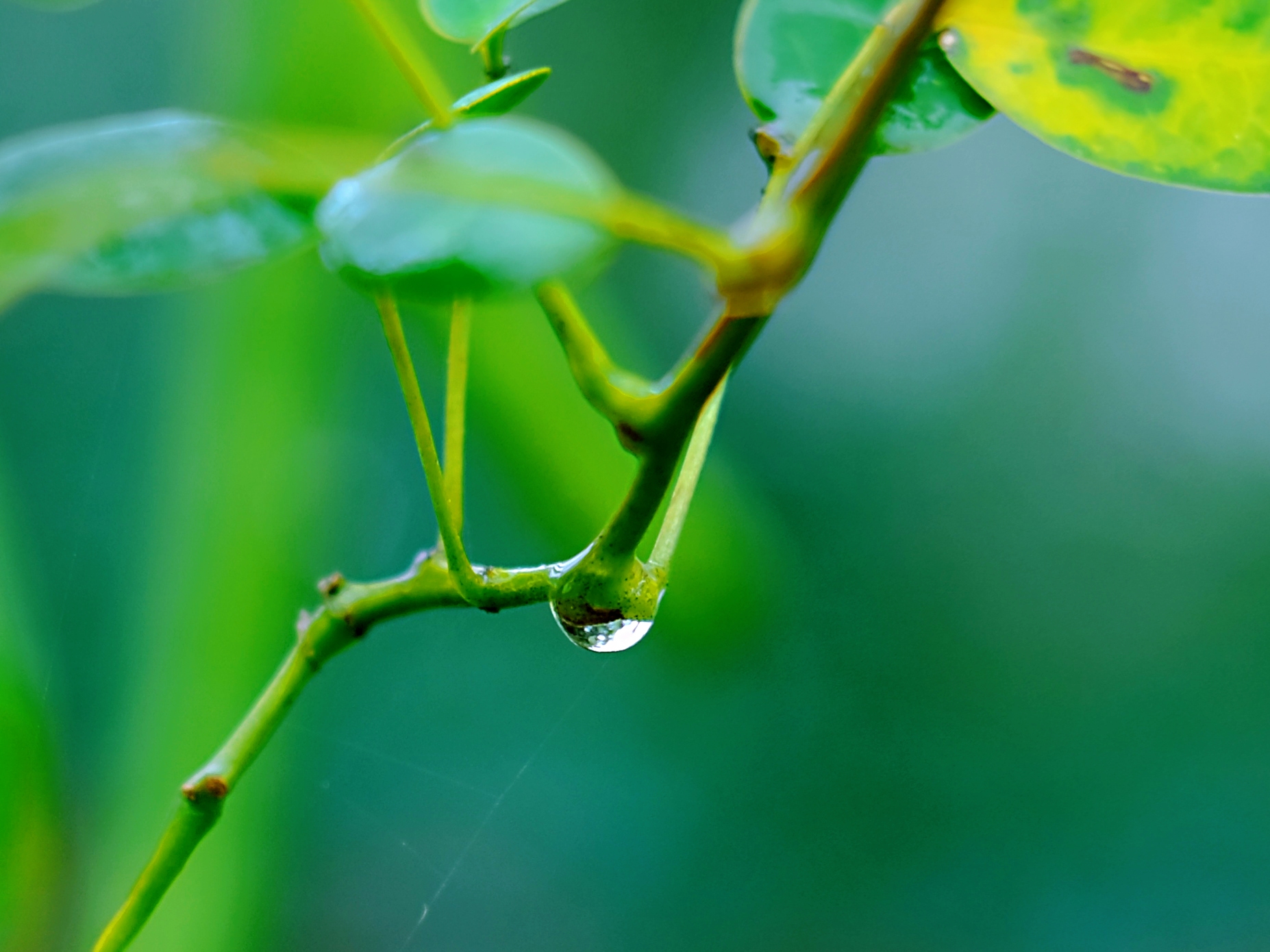 雨后明媚光影绿色心情