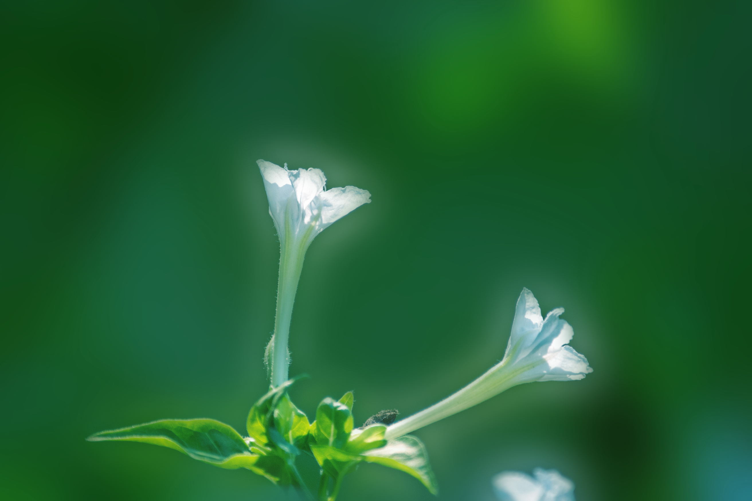 白色紫茉莉(首发)