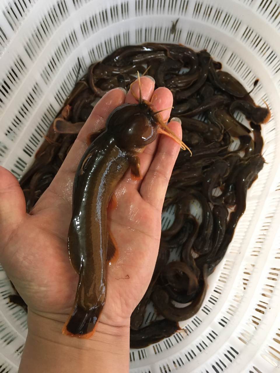 环洲河鲜野生鱼系列