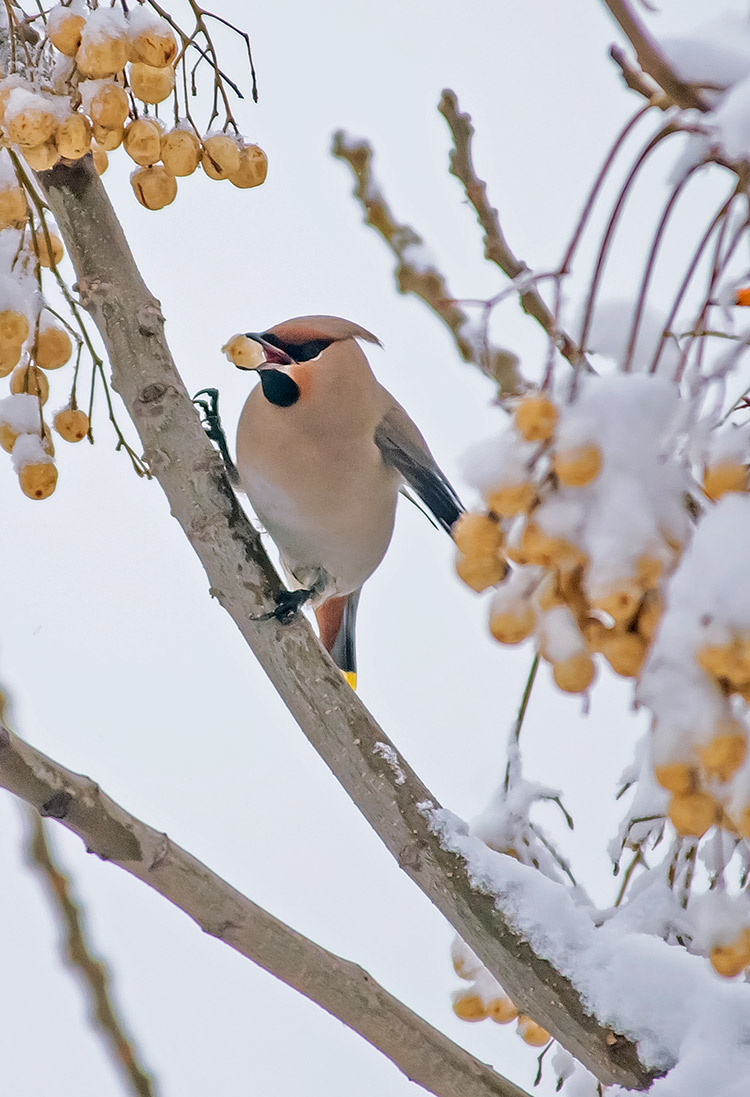 130121一组太平鸟.