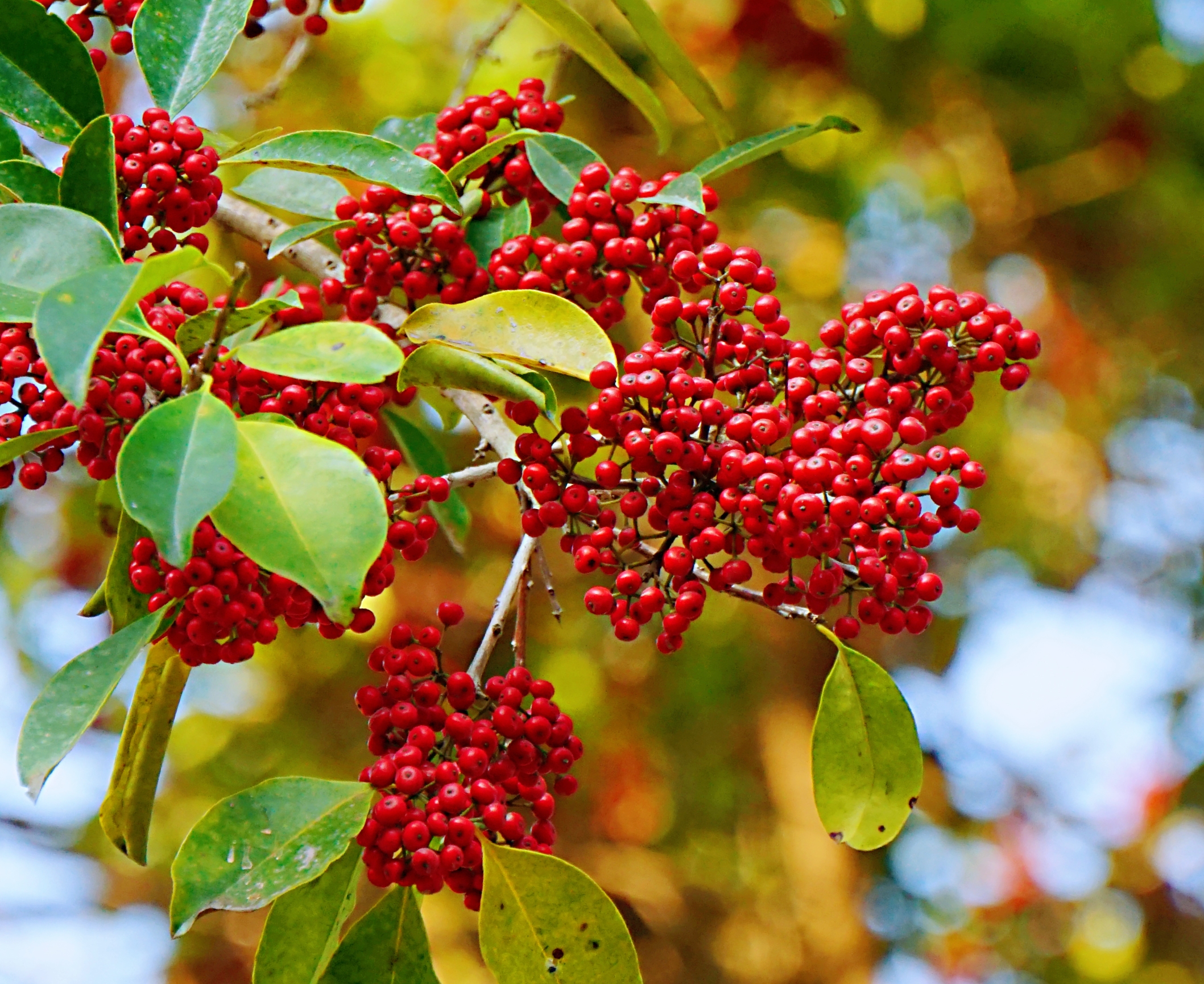 灿灿如火铁冬青首发