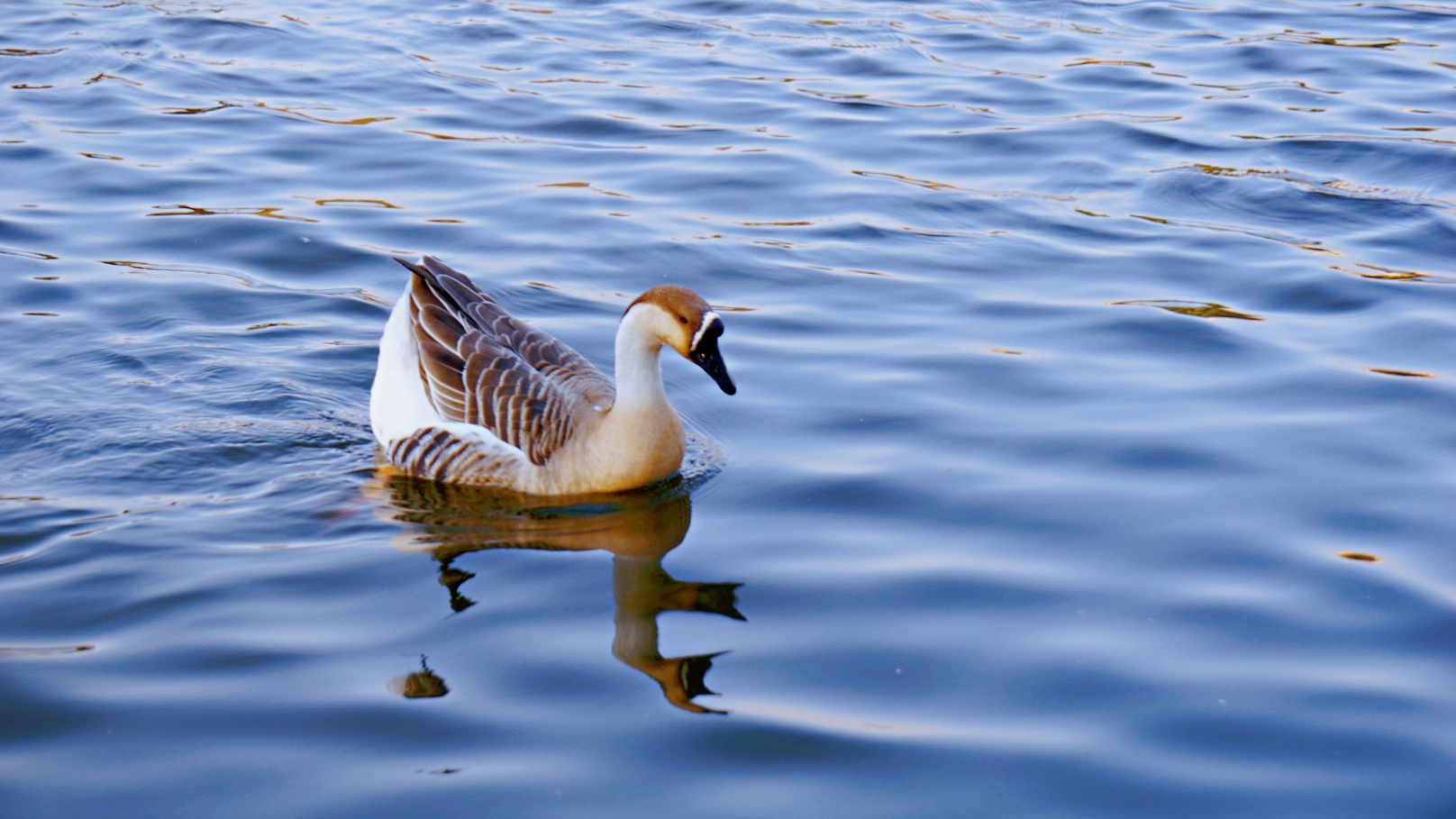 冬湖上的鸭子(首发)