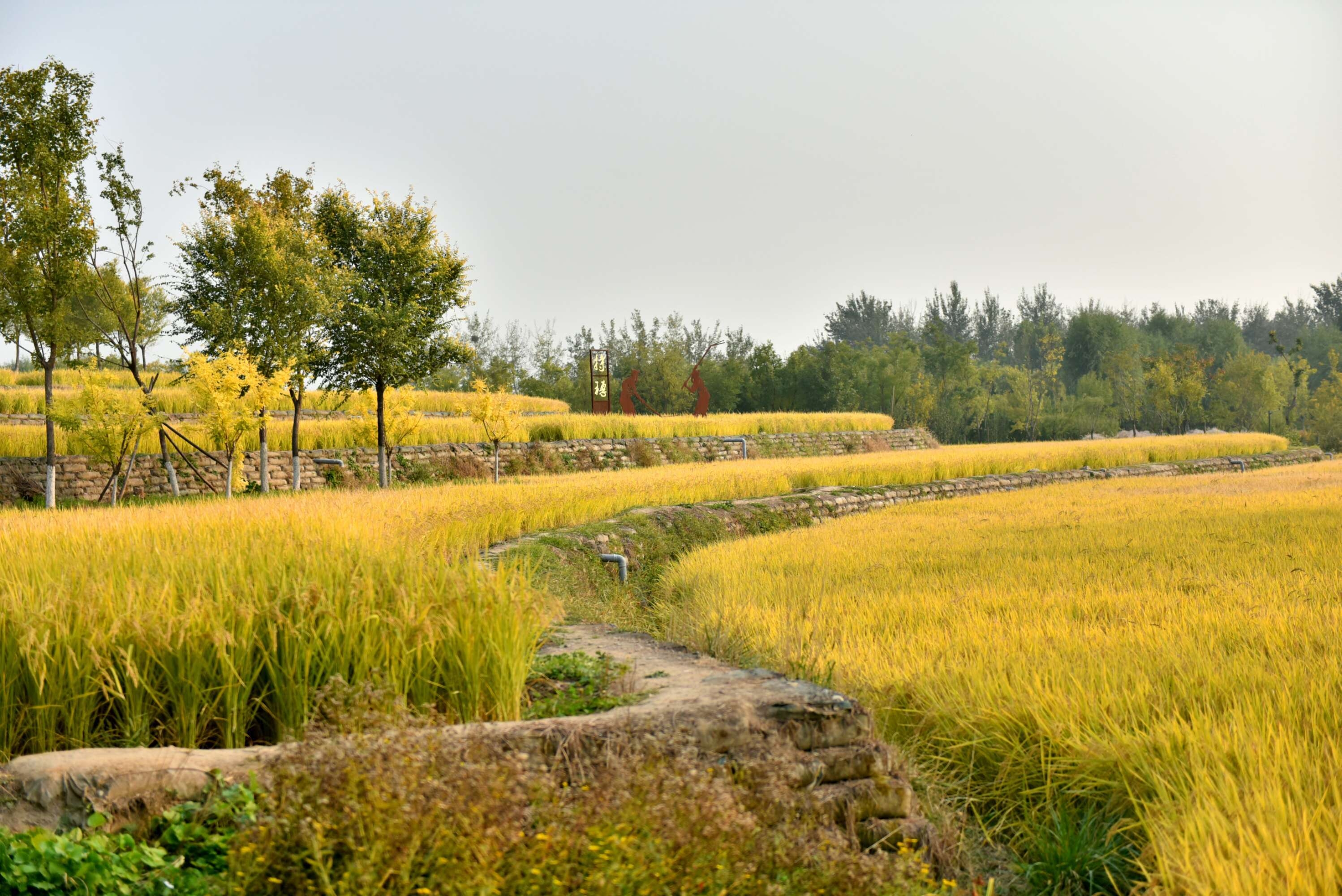 玉泉山下观赏"京西稻"(首发)