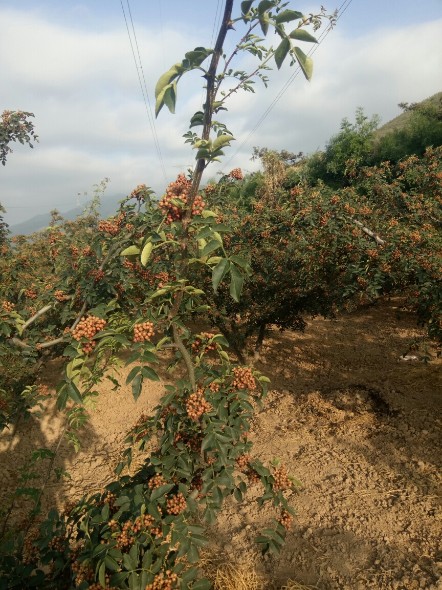 花椒树低产园的改造