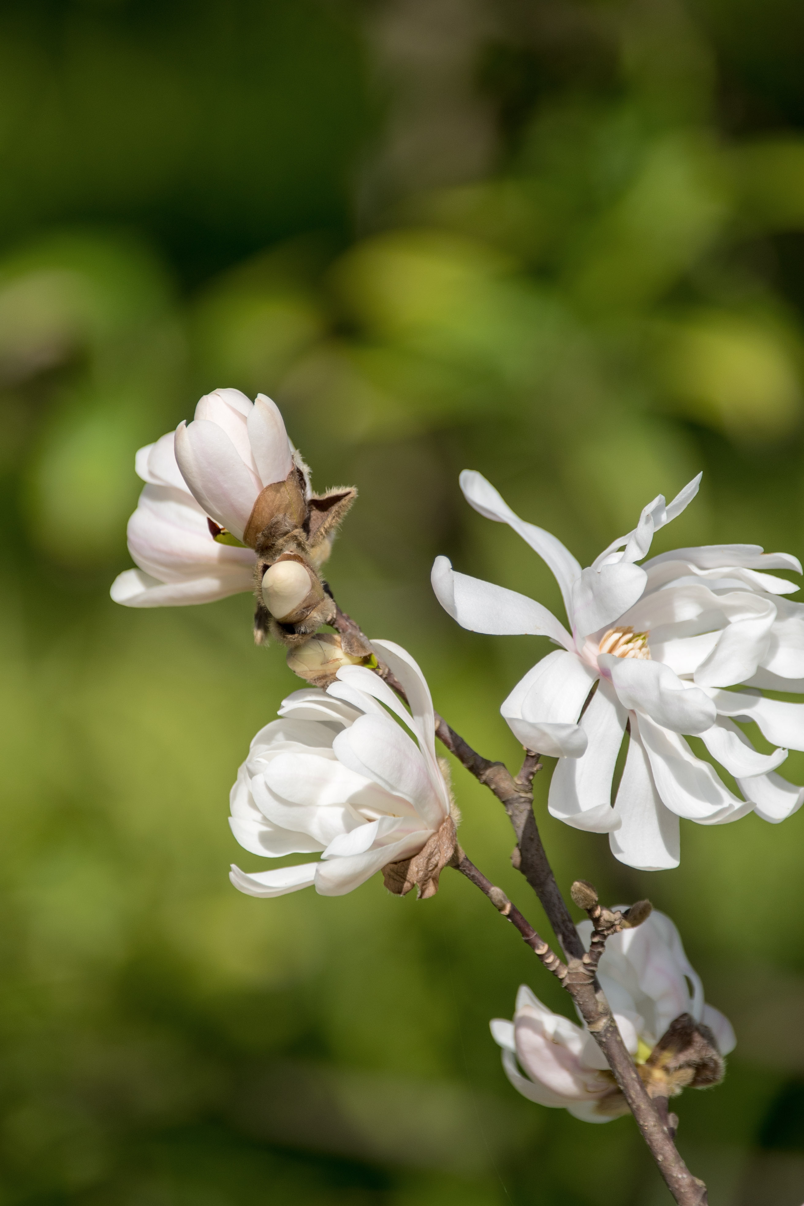 (首发)星花玉兰