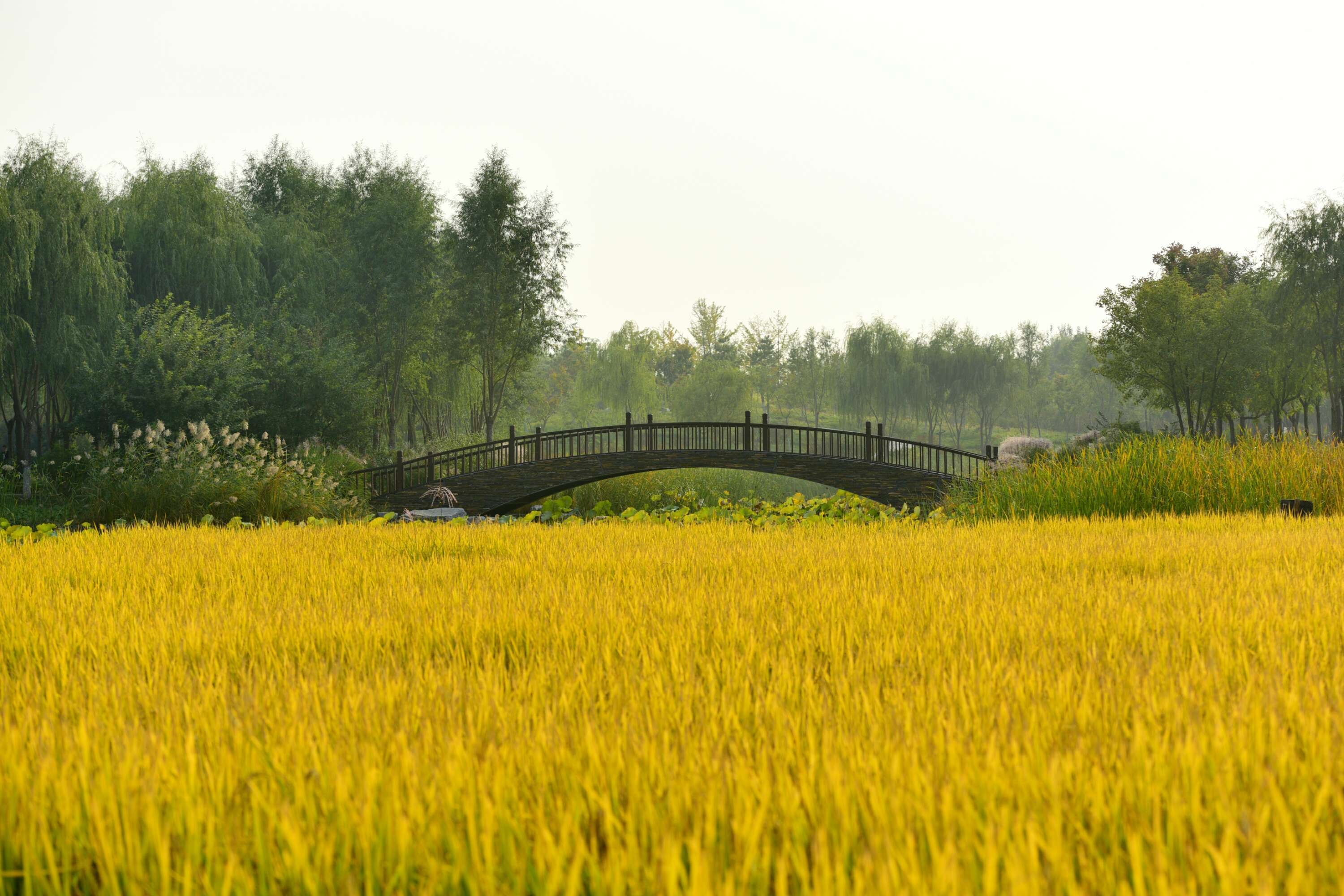 玉泉山下观赏"京西稻"(首发)